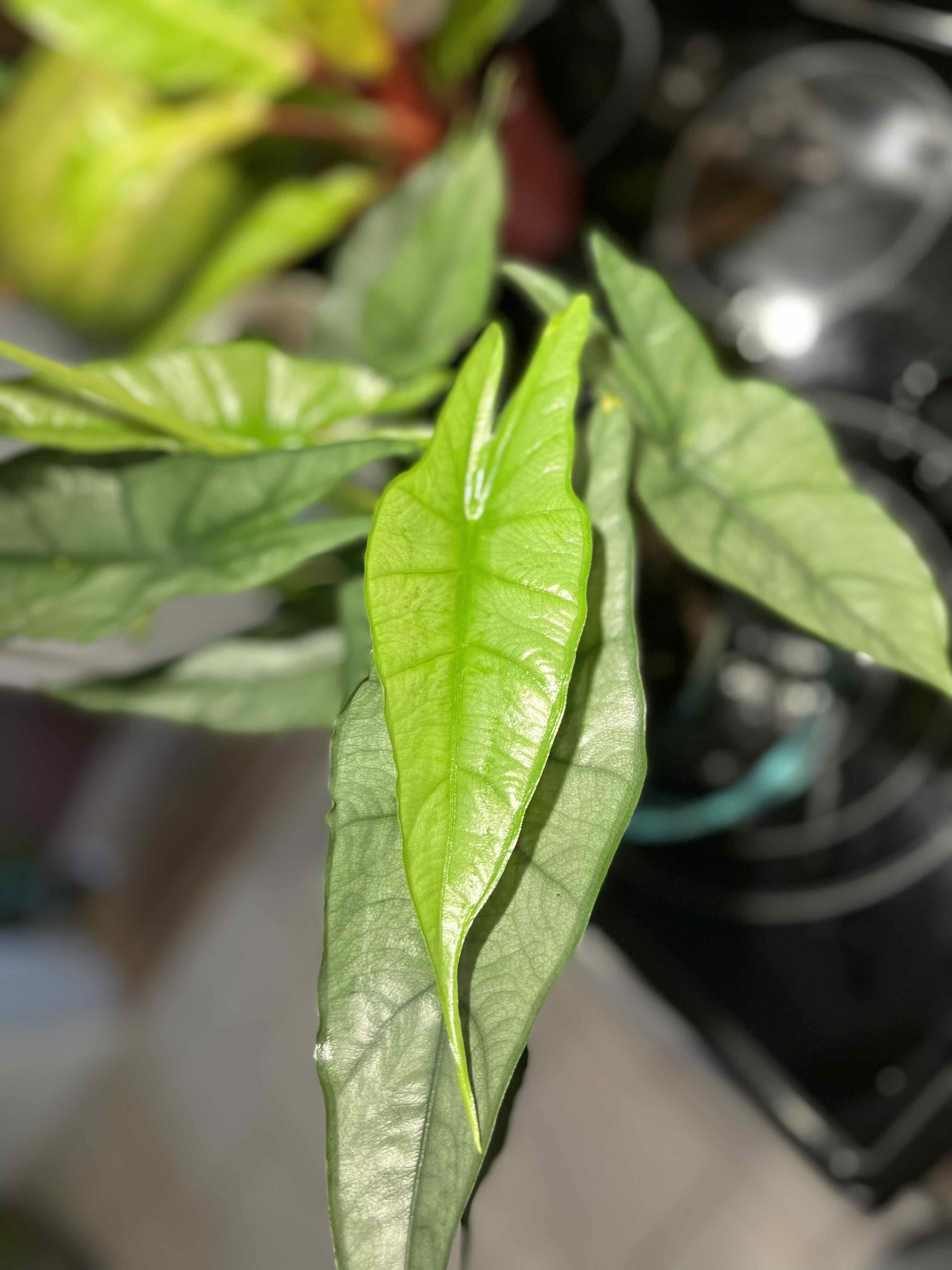 Close-up of a Dragon's Breath plant with healthy green leaves.