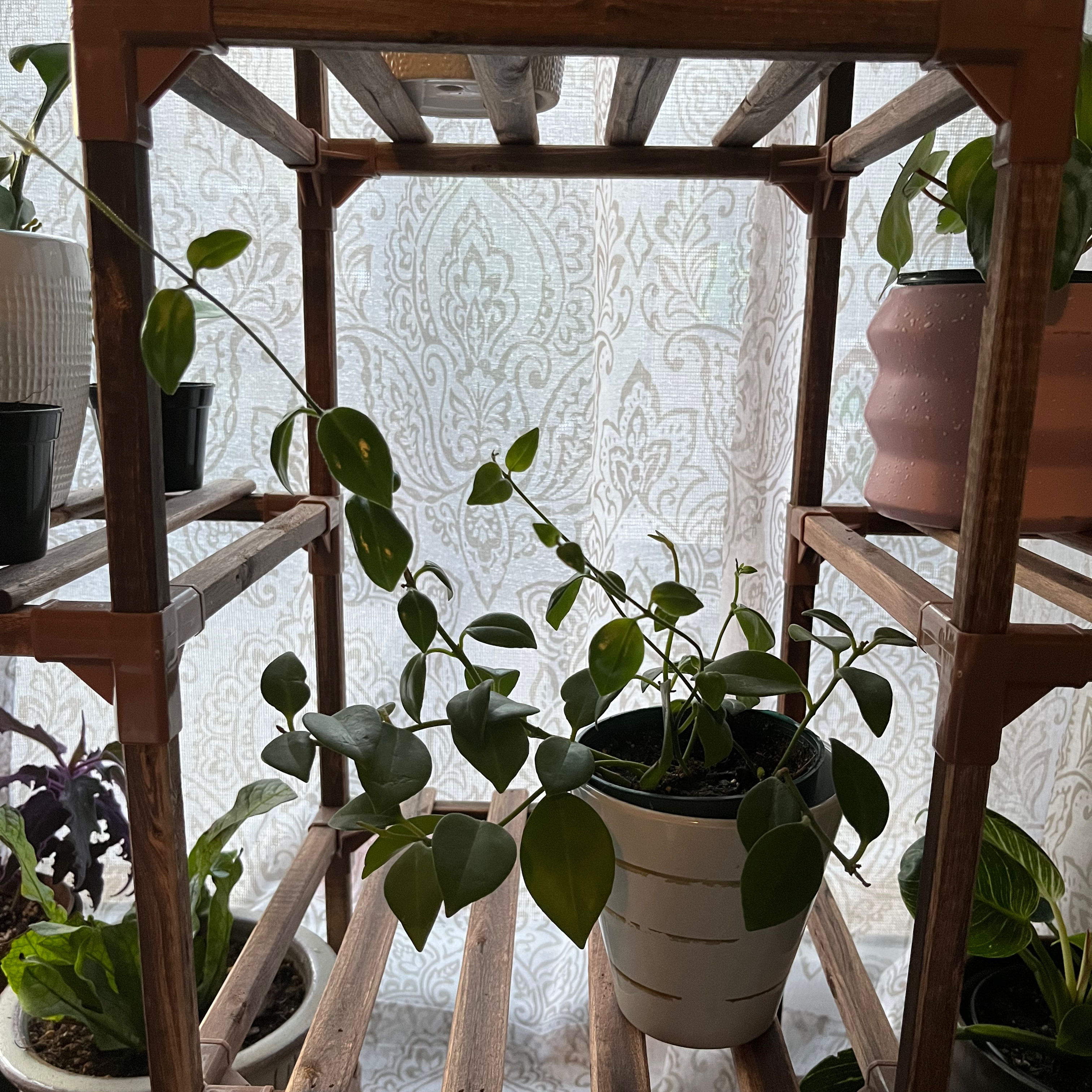 Lipstick Plant with healthy green leaves in a white pot on a wooden shelf.