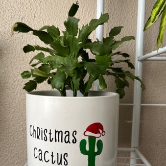 False Christmas Cactus plant in Levittown, Pennsylvania