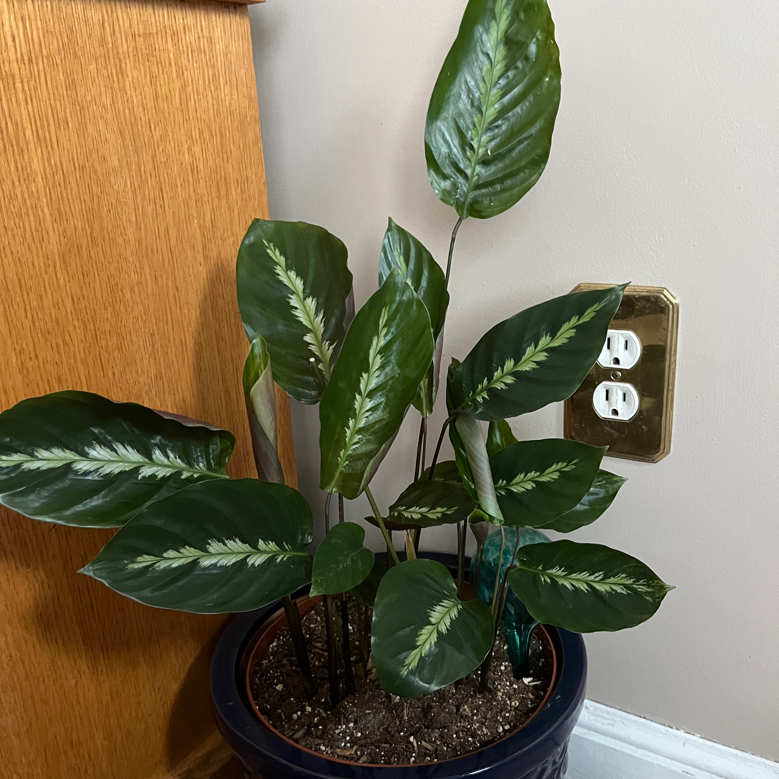 Prayer Plant 'Maui Queen' in a pot with visible soil and vibrant green leaves.