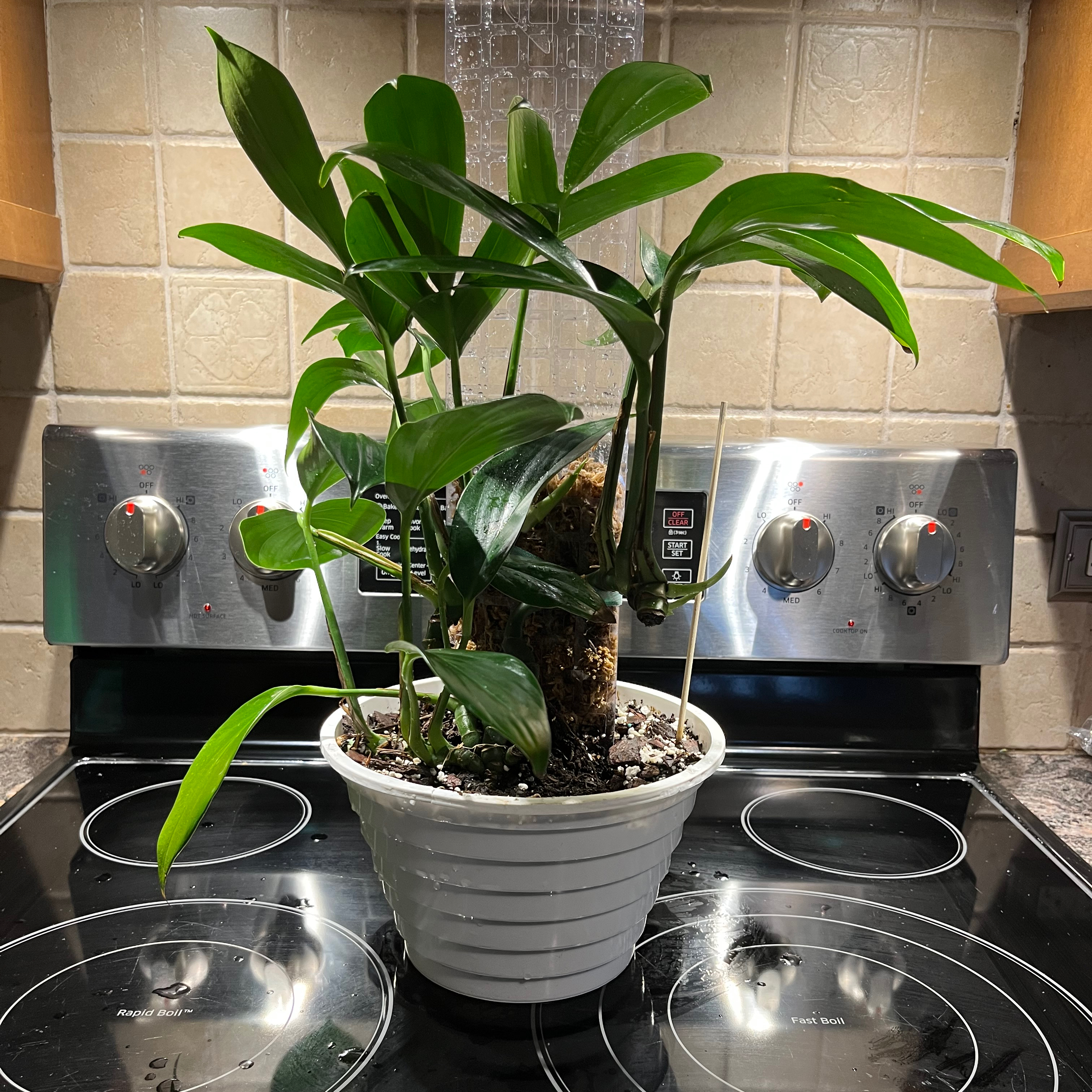 Potted Rhaphidophora decursiva plant on a stovetop with vibrant green leaves.