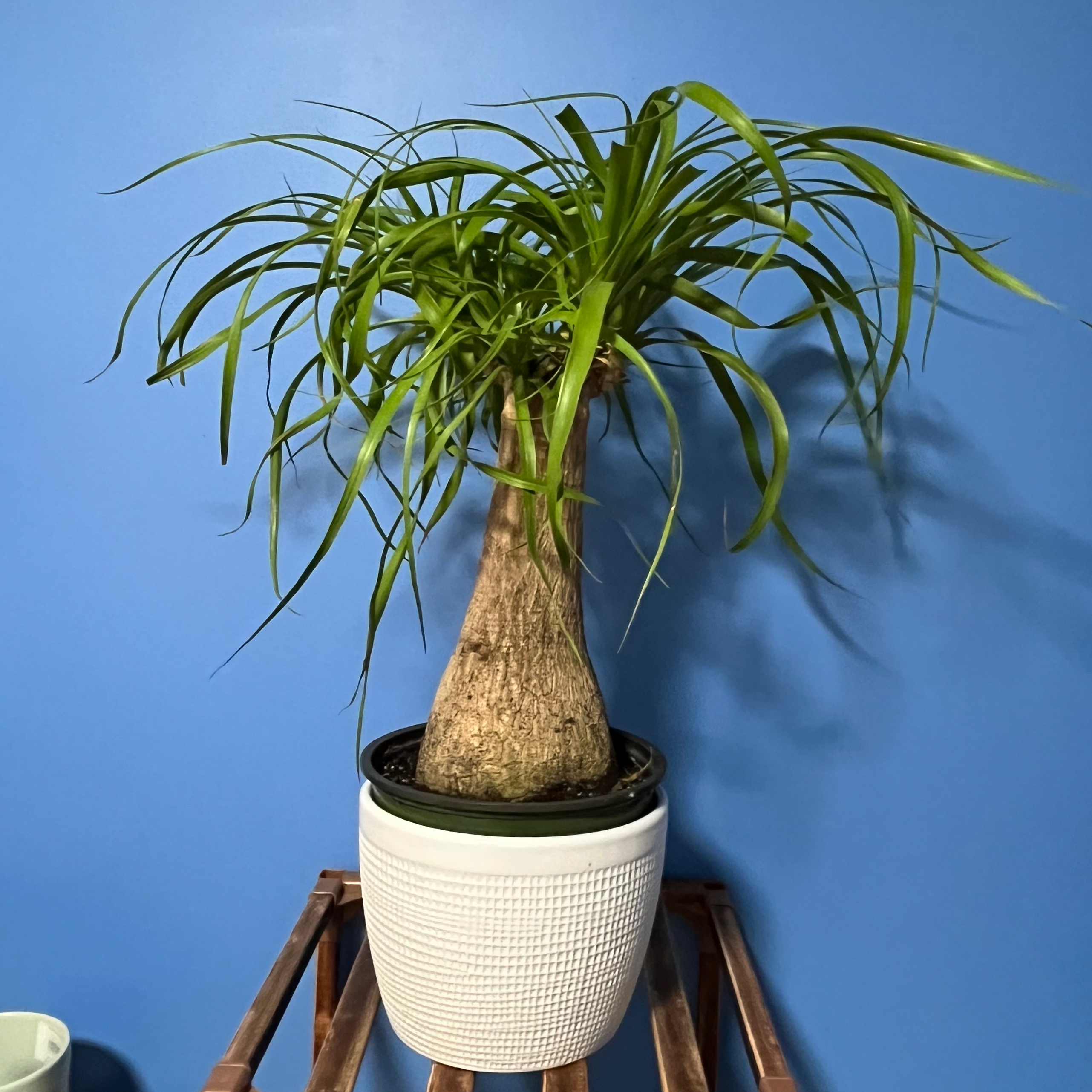 Photo of the plant species Red Ponytail Palm by @Kace named Dining Room on Greg, the plant care app