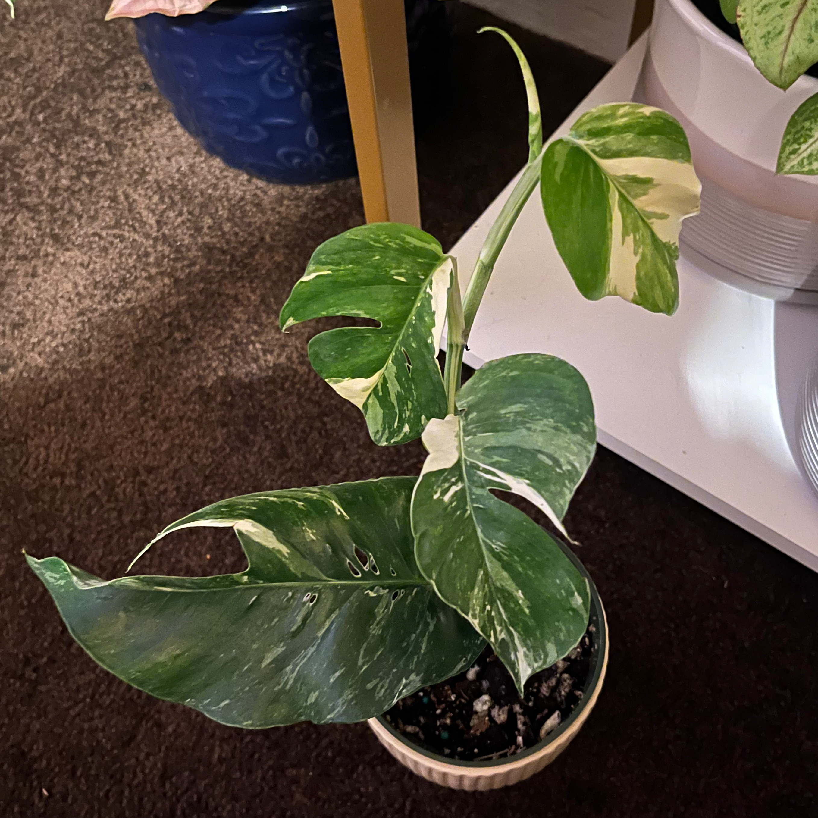Albo Epipremnum Pinnatum plant with variegated leaves in a pot, soil visible.