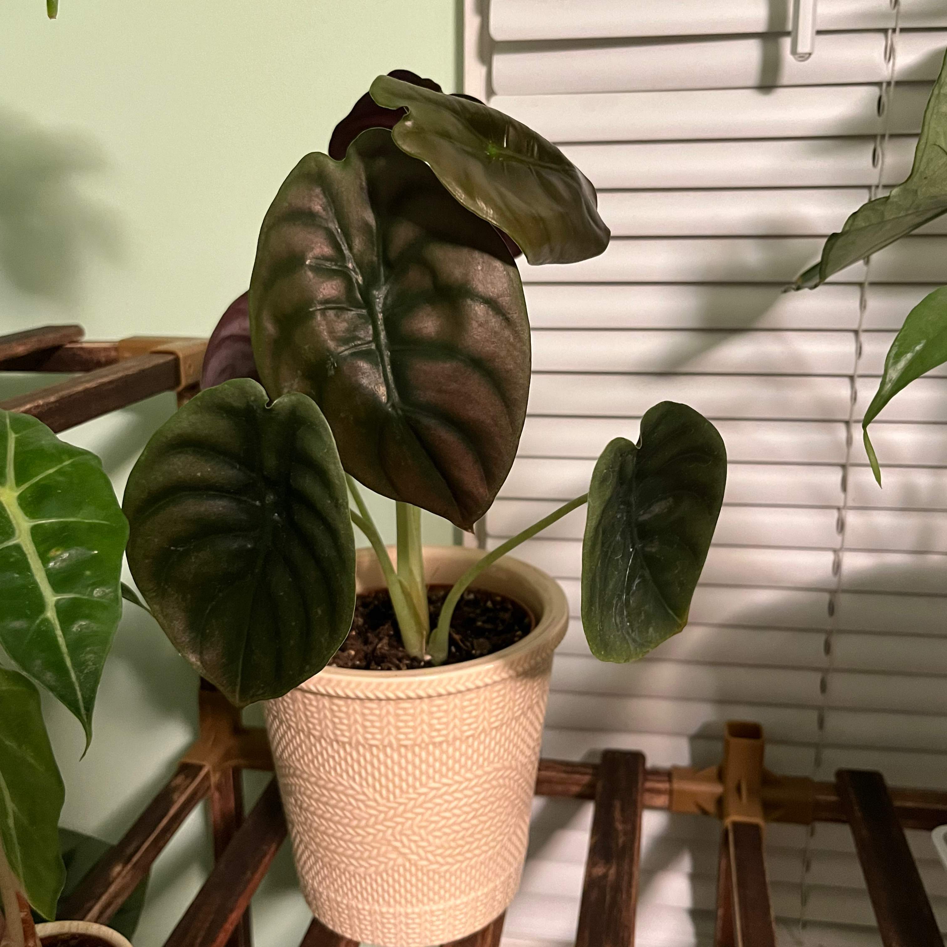 Potted Alocasia ‘Red Secret’ plant with dark, glossy leaves in a well-lit room.