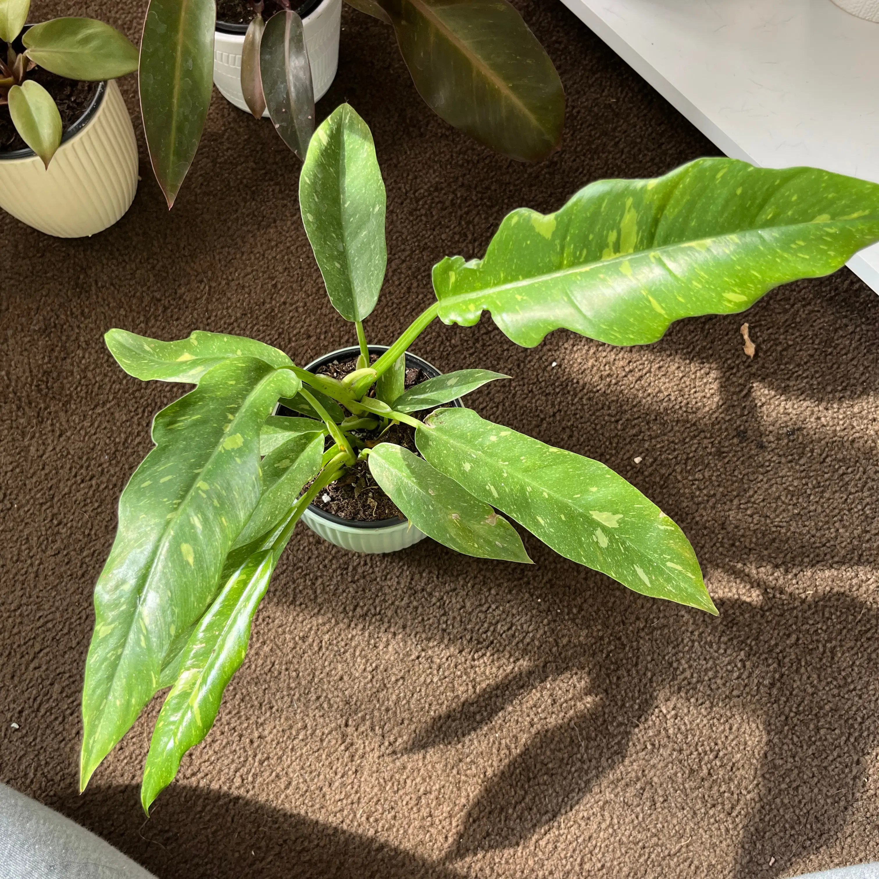 Philodendron 'Ring of Fire' plant with green leaves and yellow variegation in a small pot on a carpeted floor.