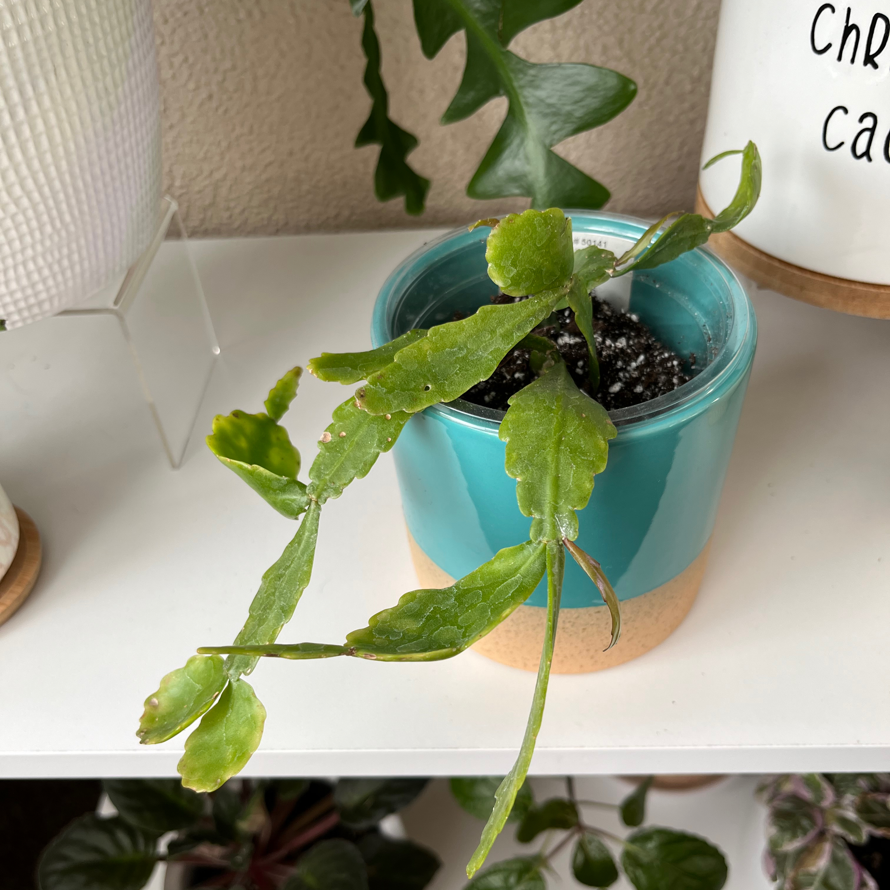 Photo of the plant species Copper Branch by @Kace named Cactus on Greg, the plant care app