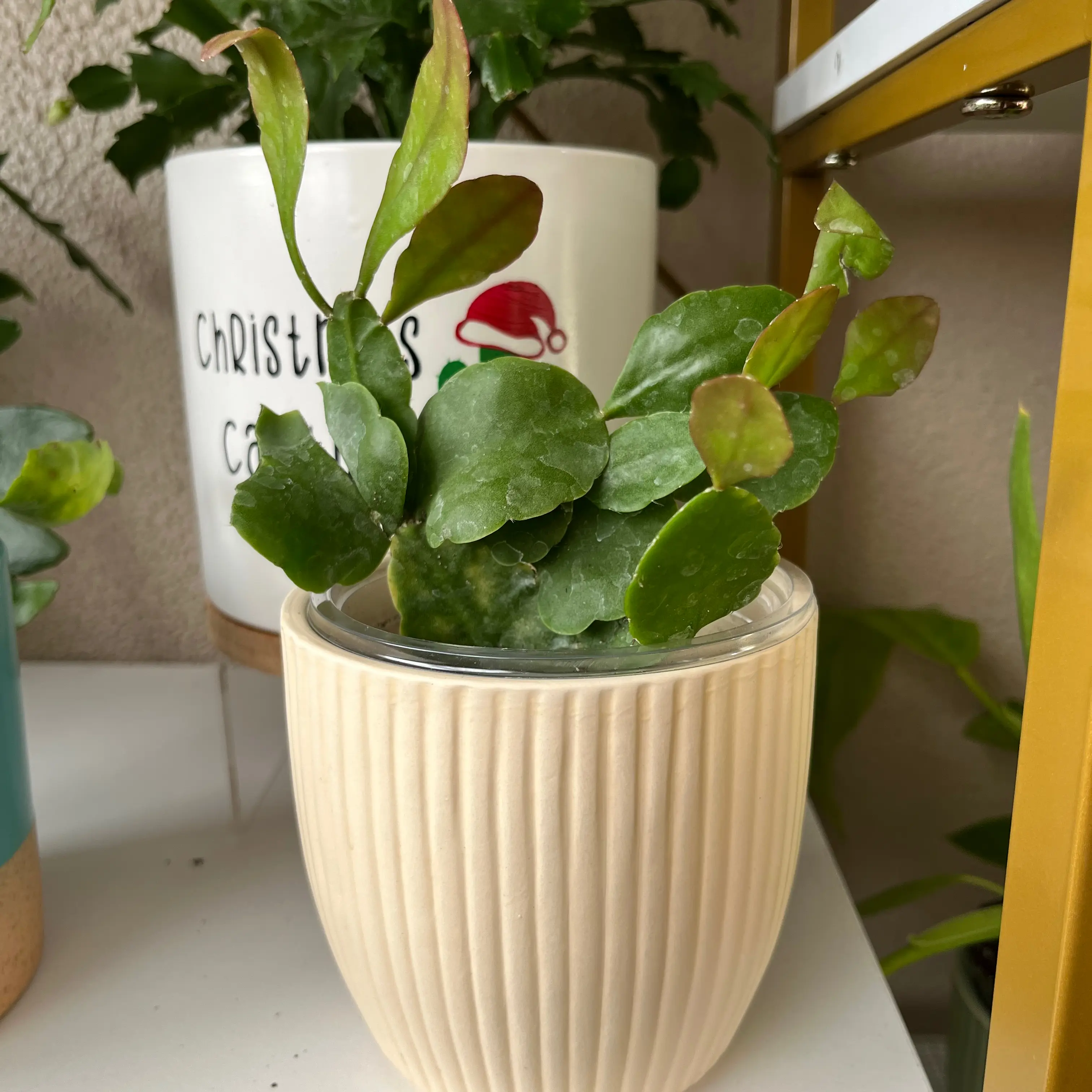 Photo of the plant species Rhipsalis pachyptera by @Kace named Dining Room on Greg, the plant care app
