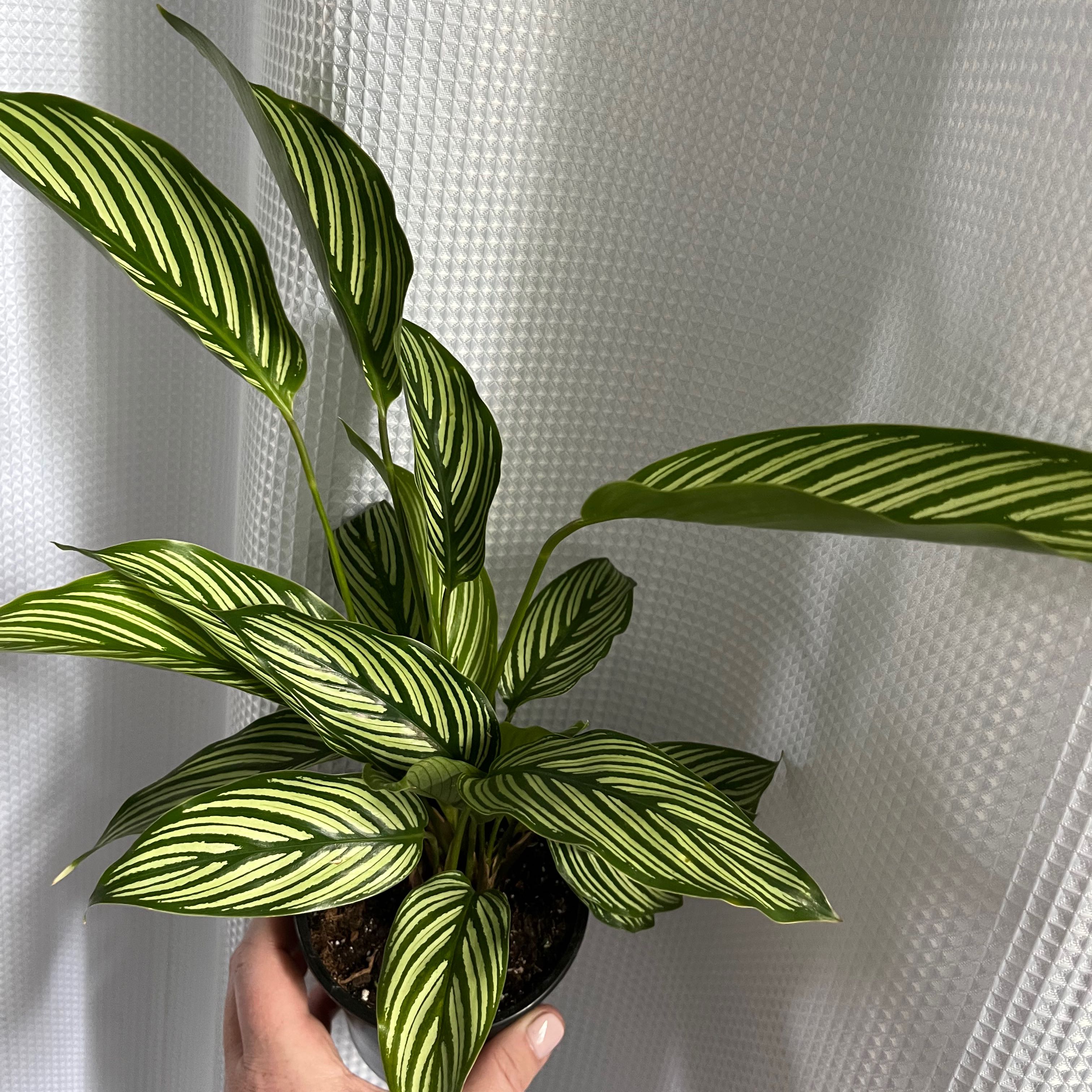 Healthy Calathea Vittata plant with vibrant green and white striped leaves.