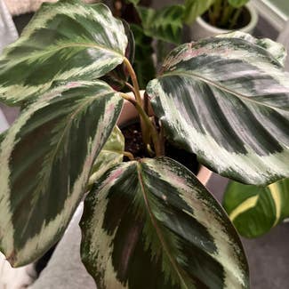 Rose Painted Calathea plant in Somewhere on Earth