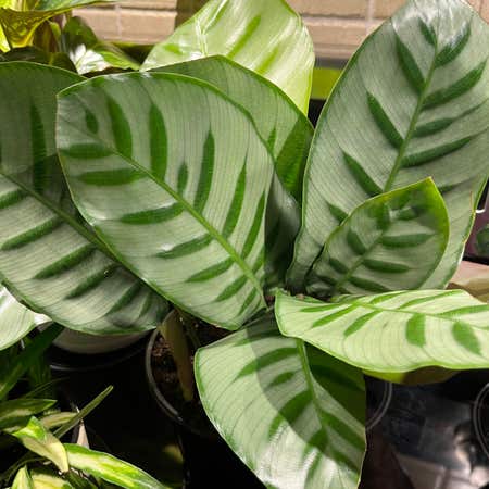 Photo of the plant species Bella Carlina Calathea by @Kace named Office (Celia) on Greg, the plant care app