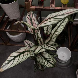 Calathea 'White Star' plant in Somewhere on Earth