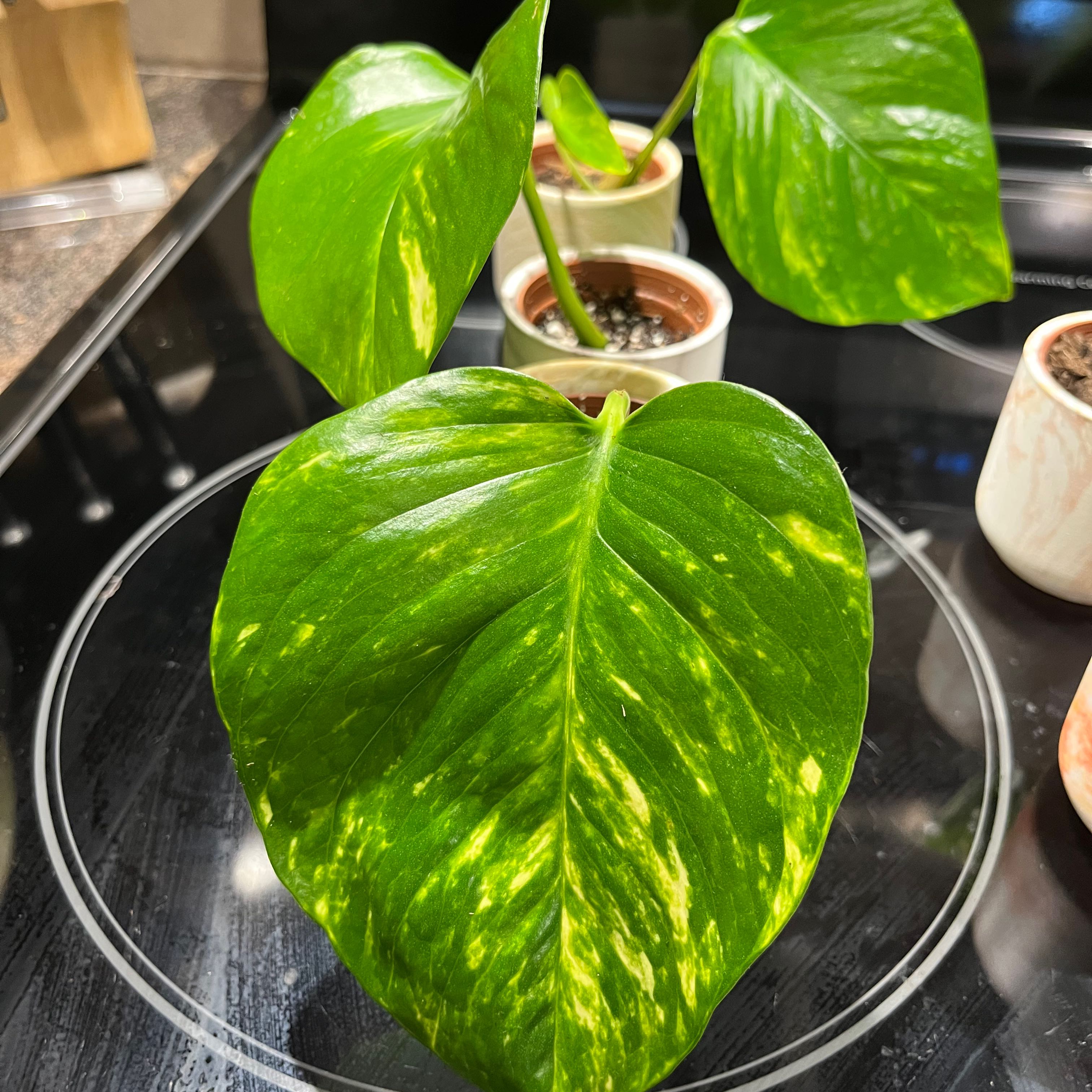Hawaiian Pothos plant with vibrant green leaves and yellow variegation. Soil visible in background.