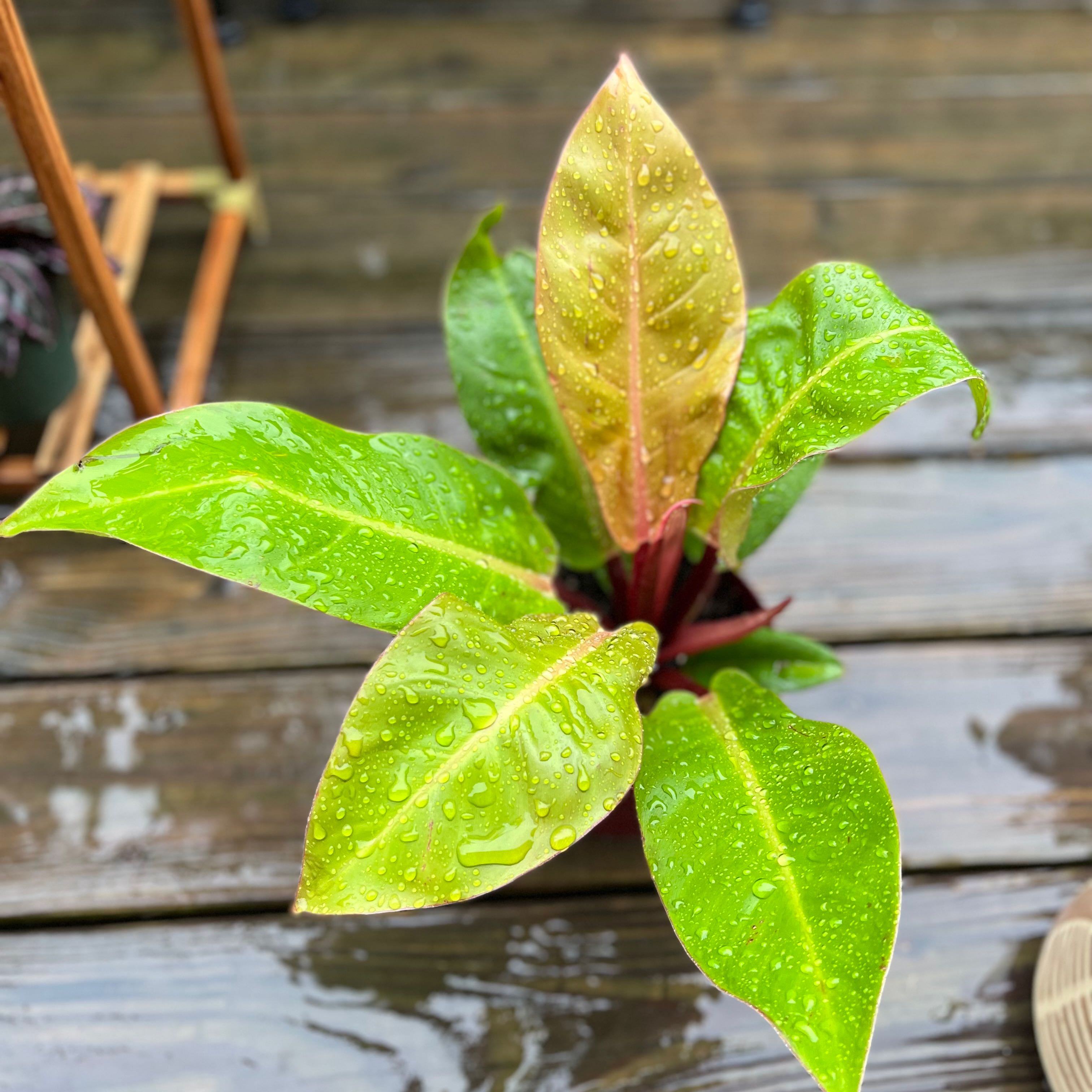 Photo of the plant species Philodendron Prince of Orange by @Kace named Philo on Greg, the plant care app