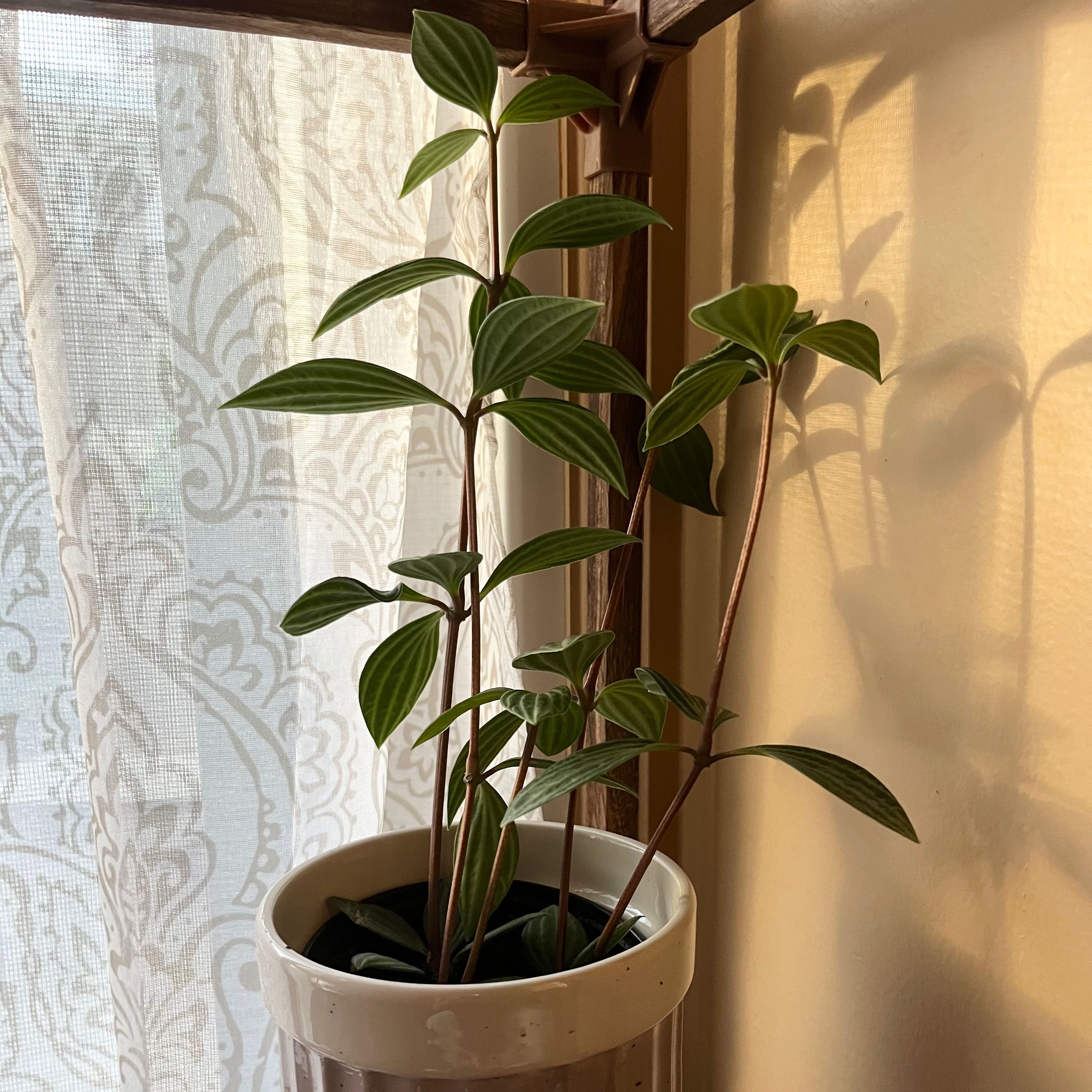 Healthy parallel peperomia plant in a pot, well-framed and centered.
