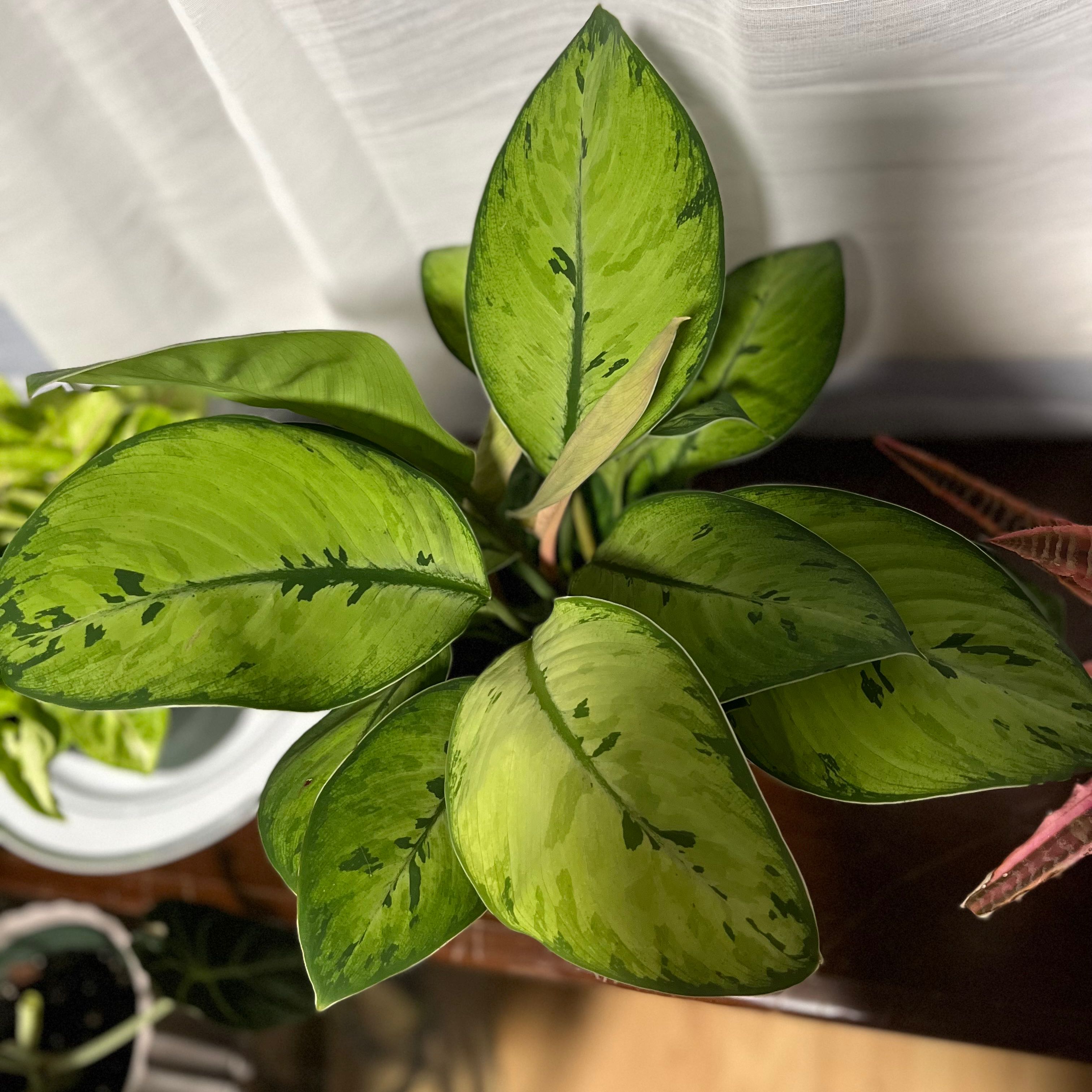 Homalomena 'Selby' plant with vibrant green leaves and darker green variegation.