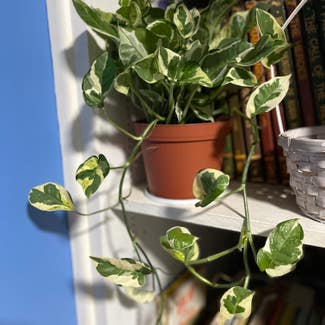 Pearls and Jade Pothos plant in Levittown, Pennsylvania