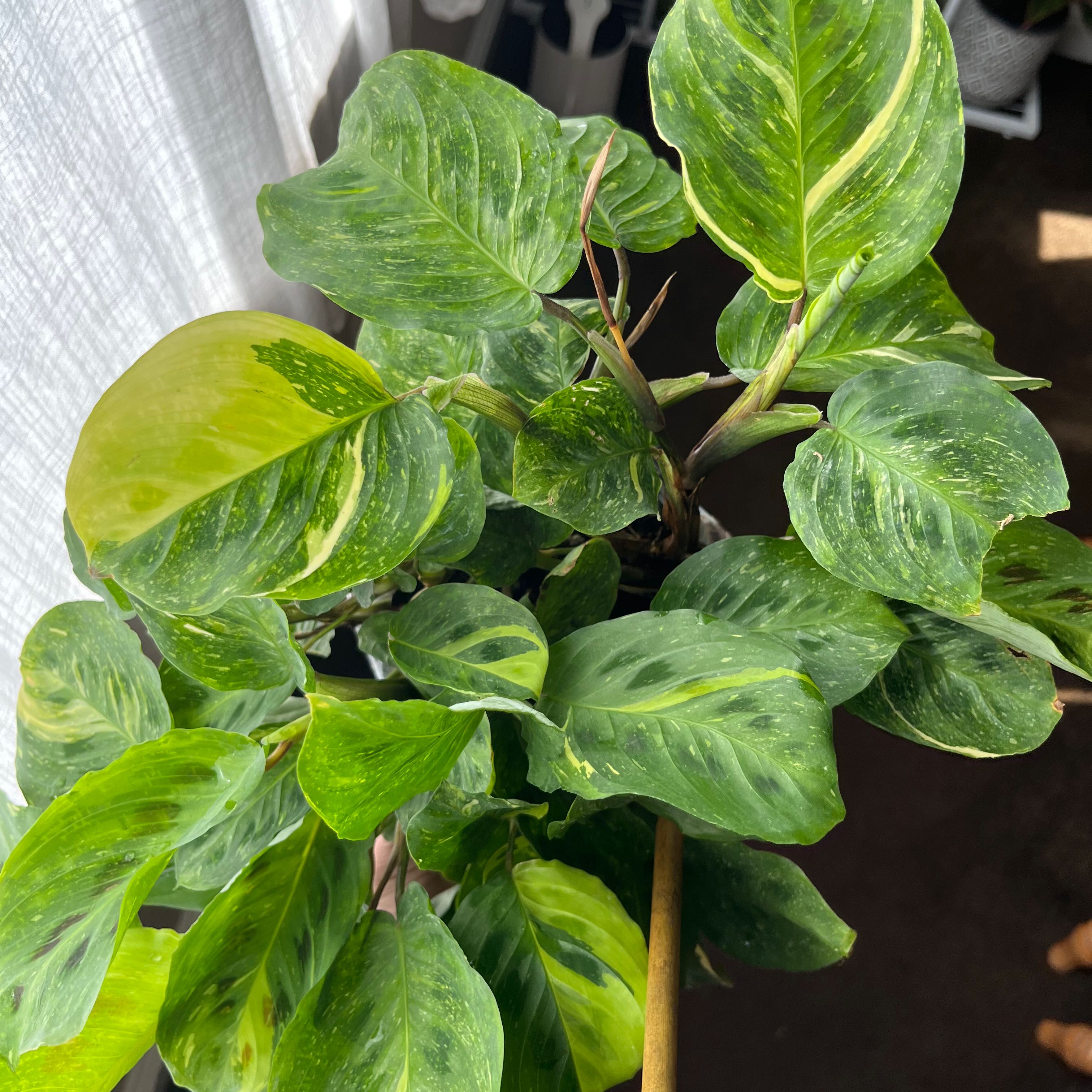 Variegated Prayer Plant with green and yellow variegated leaves, well-framed and in focus.
