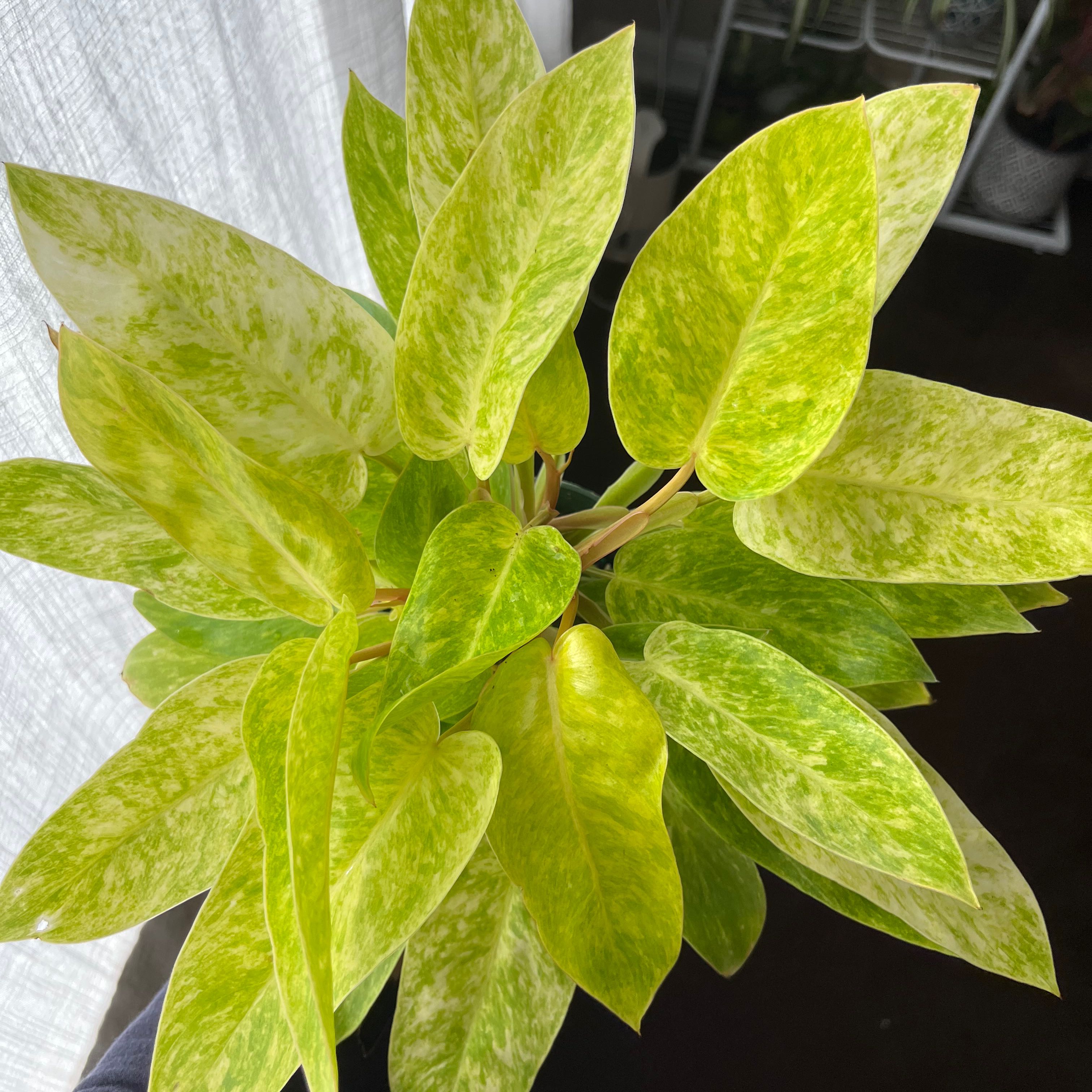 Philodendron 'Painted Lady' with vibrant green and yellow variegated leaves.