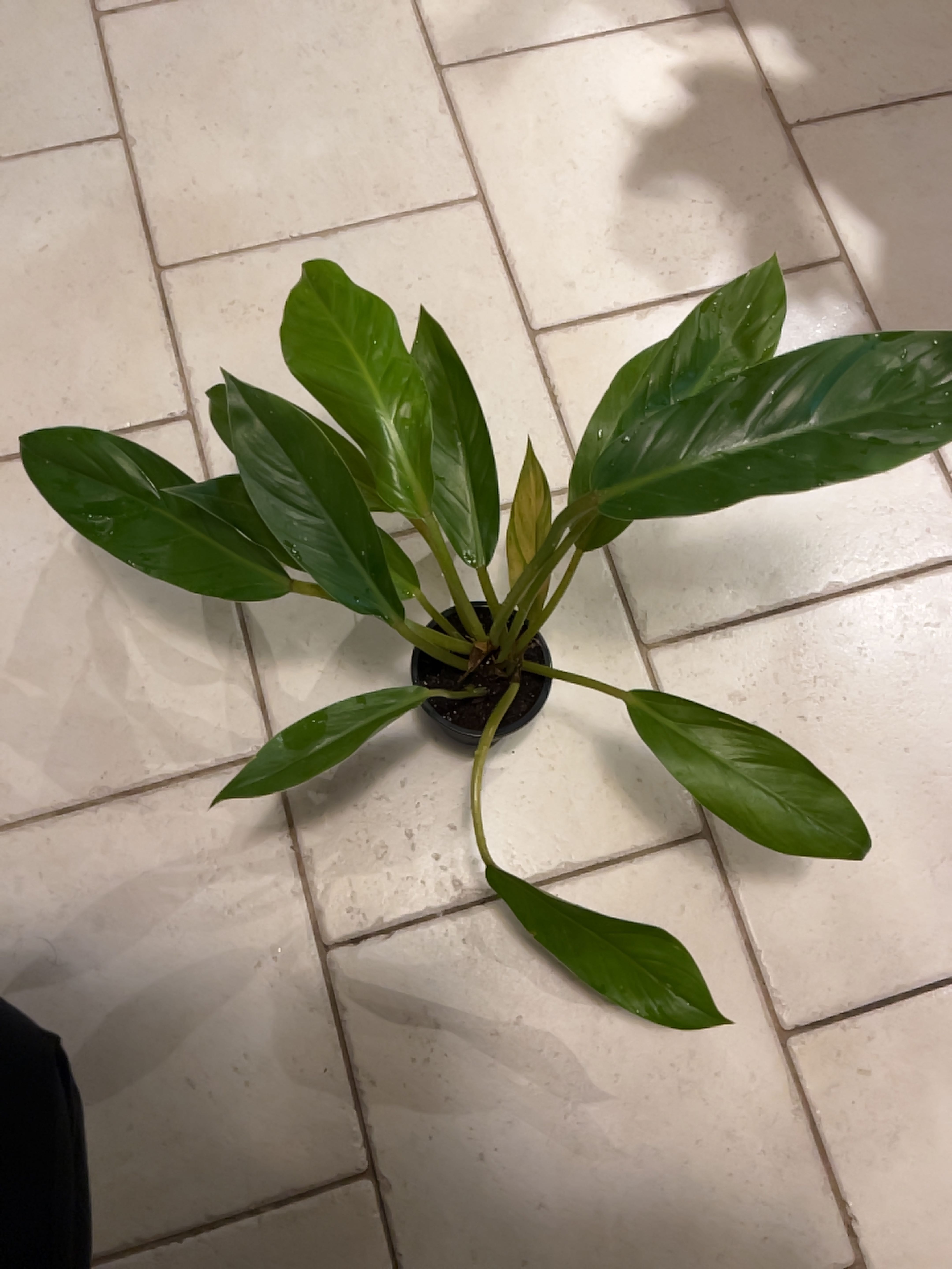 Philodendron Golden Melinonii plant with green leaves in a small pot on a tiled floor.