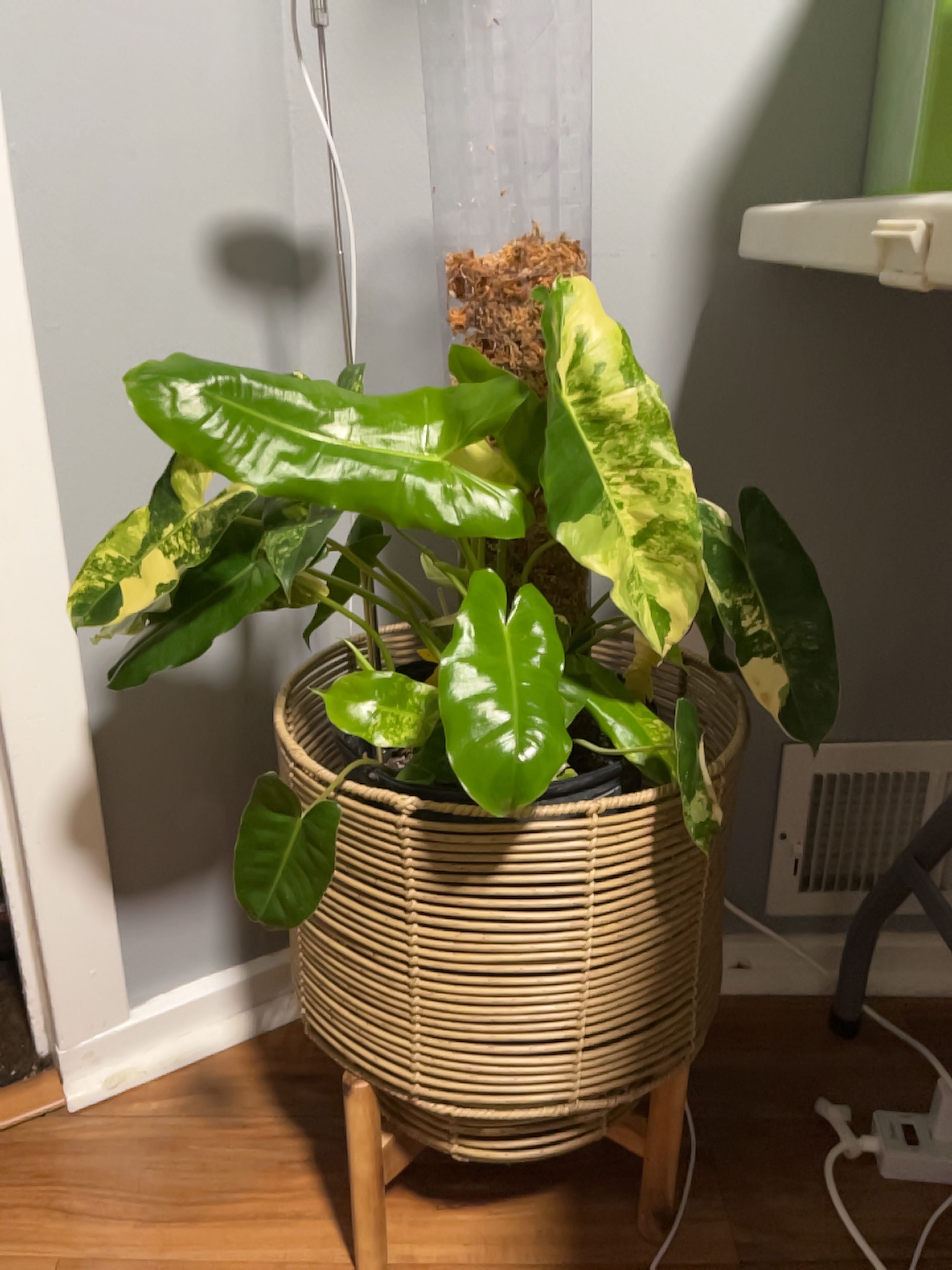 Burle Marx Variegata plant in a wicker pot with variegated leaves, some yellowing and browning.