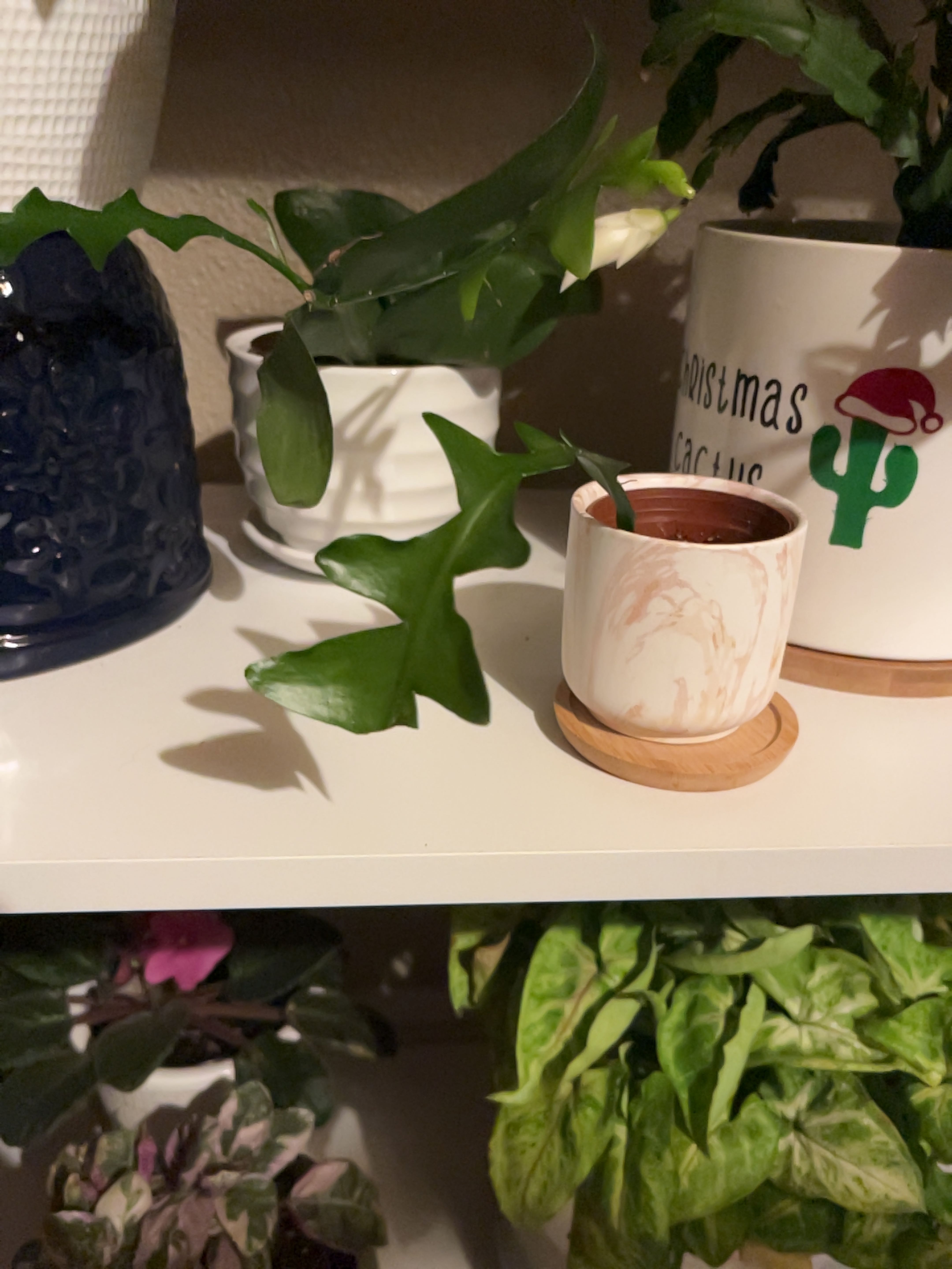 Shark fin cactus in a white pot on a shelf with other plants and objects in the background.