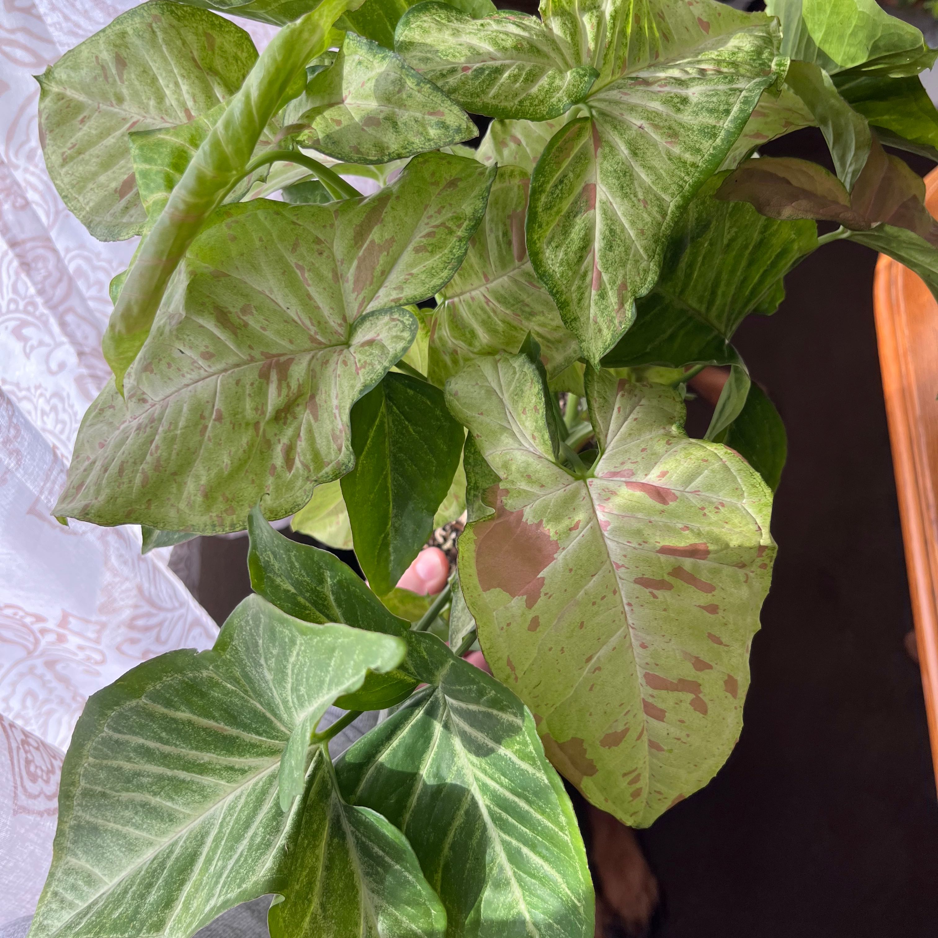 Confetti Syngonium plant with variegated leaves, some browning visible.