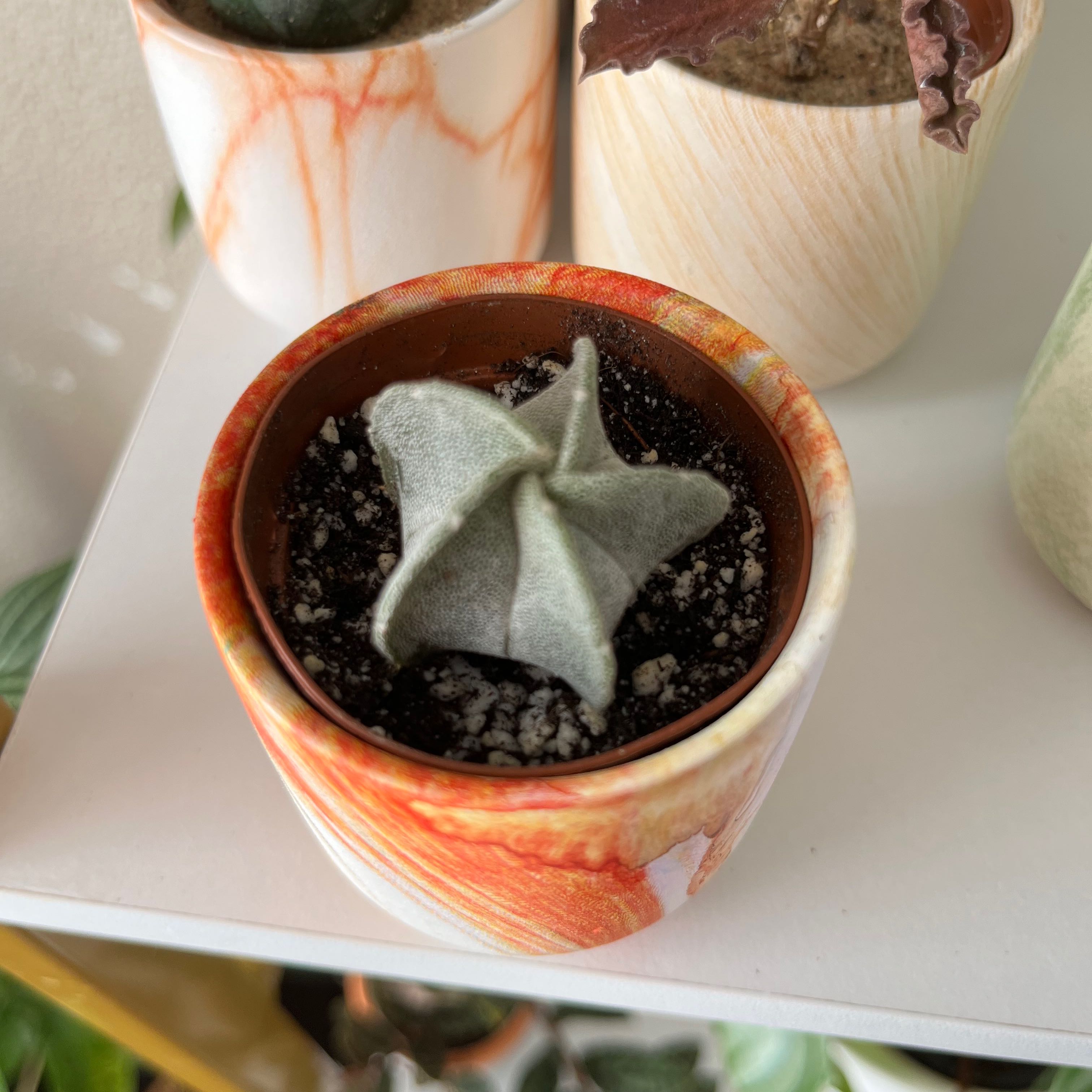 Bishop's Cap Cactus in a pot with visible soil, appears healthy.