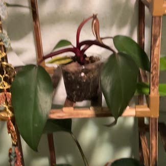 Philodendron Dark Lord plant in Somewhere on Earth