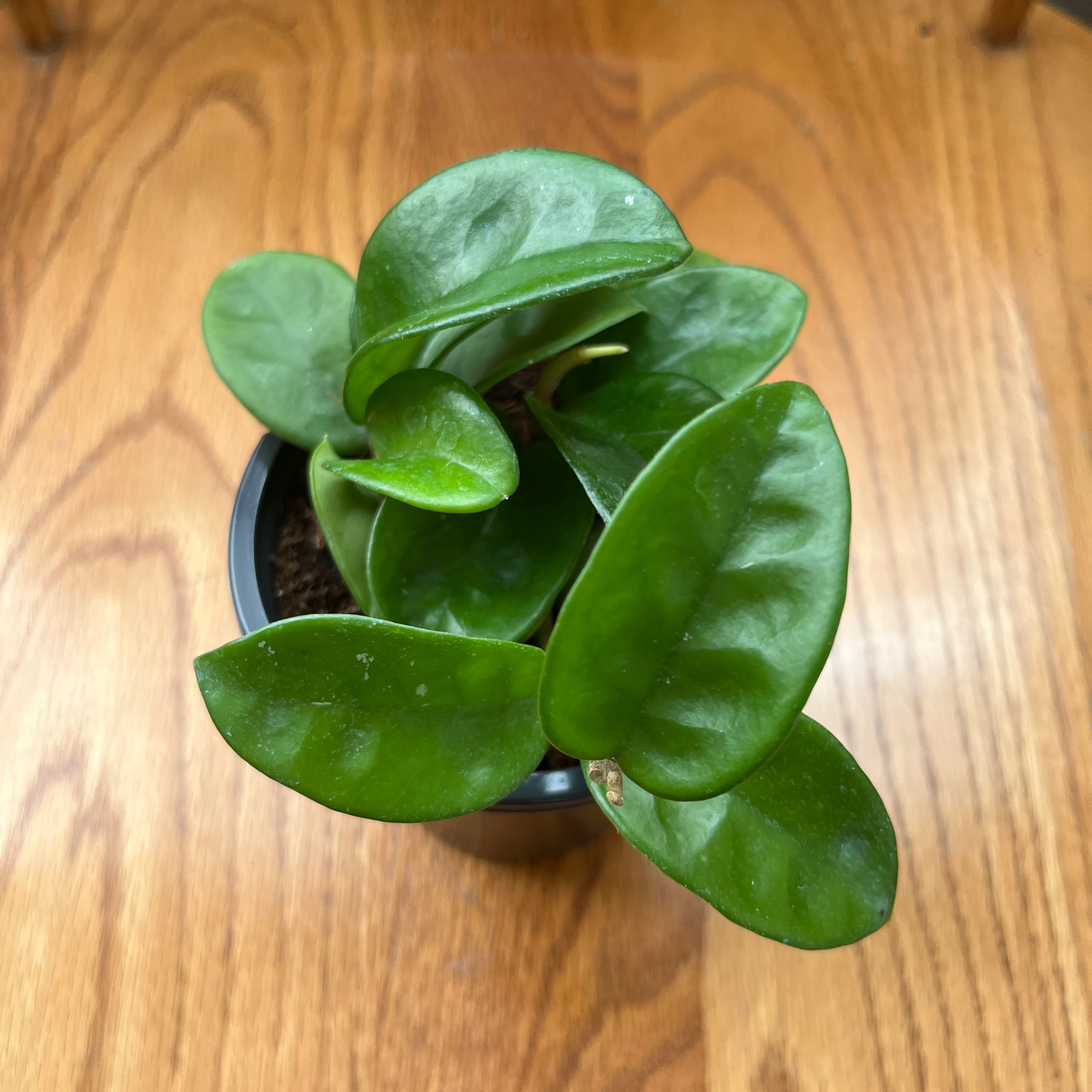 Hoya Carnosa Krinkle 8 plant in a small pot with healthy green leaves.