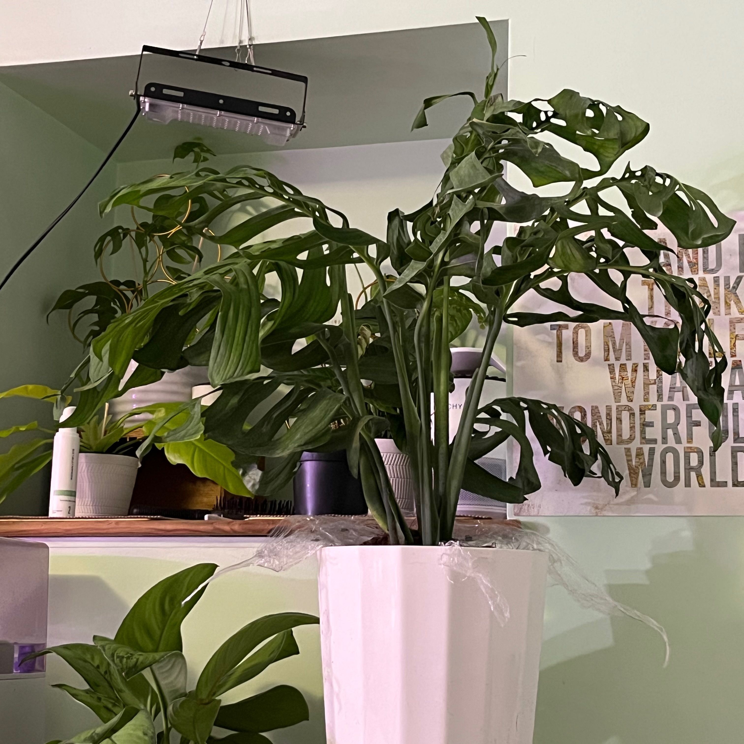 Monstera esqueleto plant in a white pot with characteristic holes in leaves.