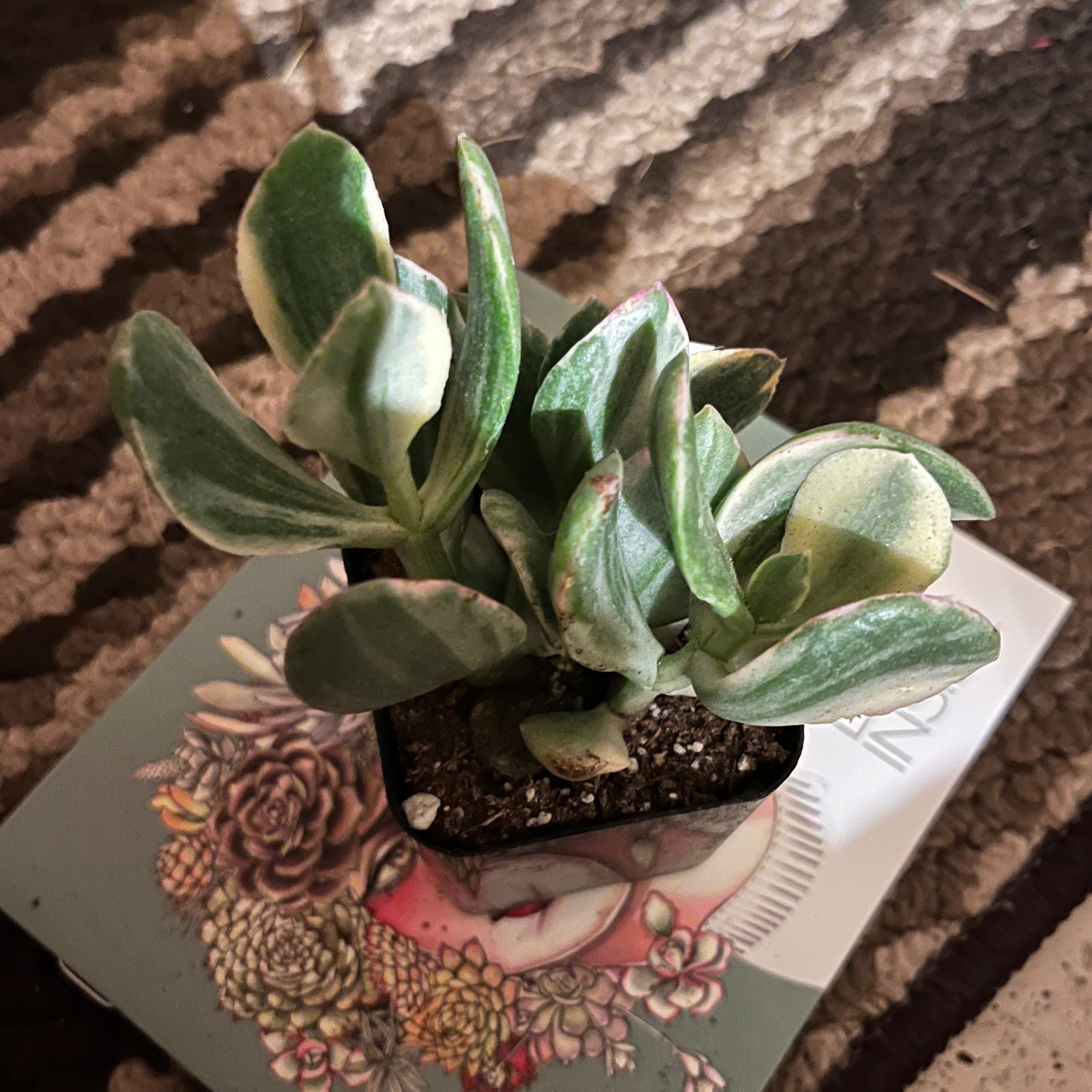 Jade Plant in a pot on an illustrated book cover, showing healthy green leaves.
