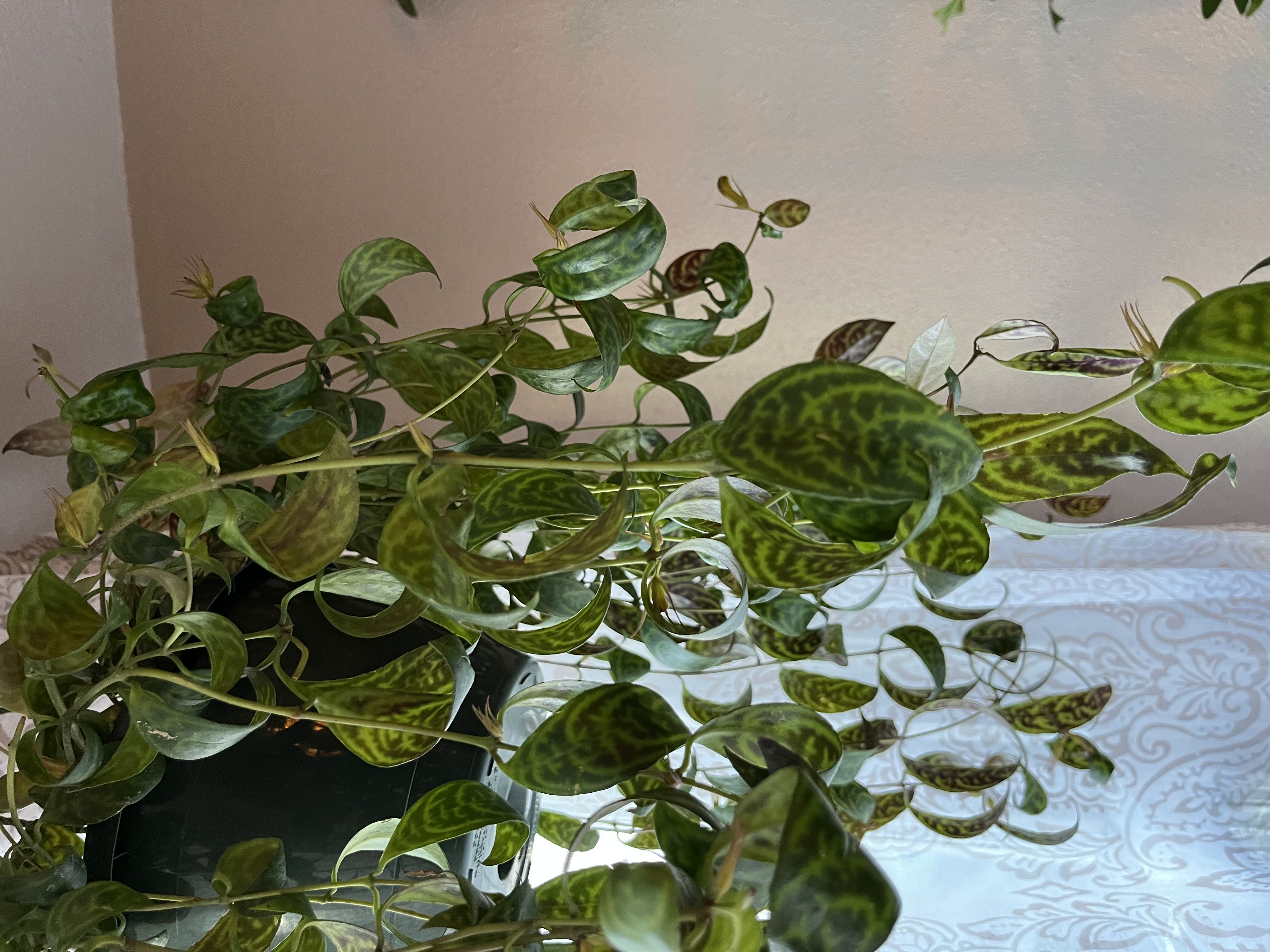 Photo from the post