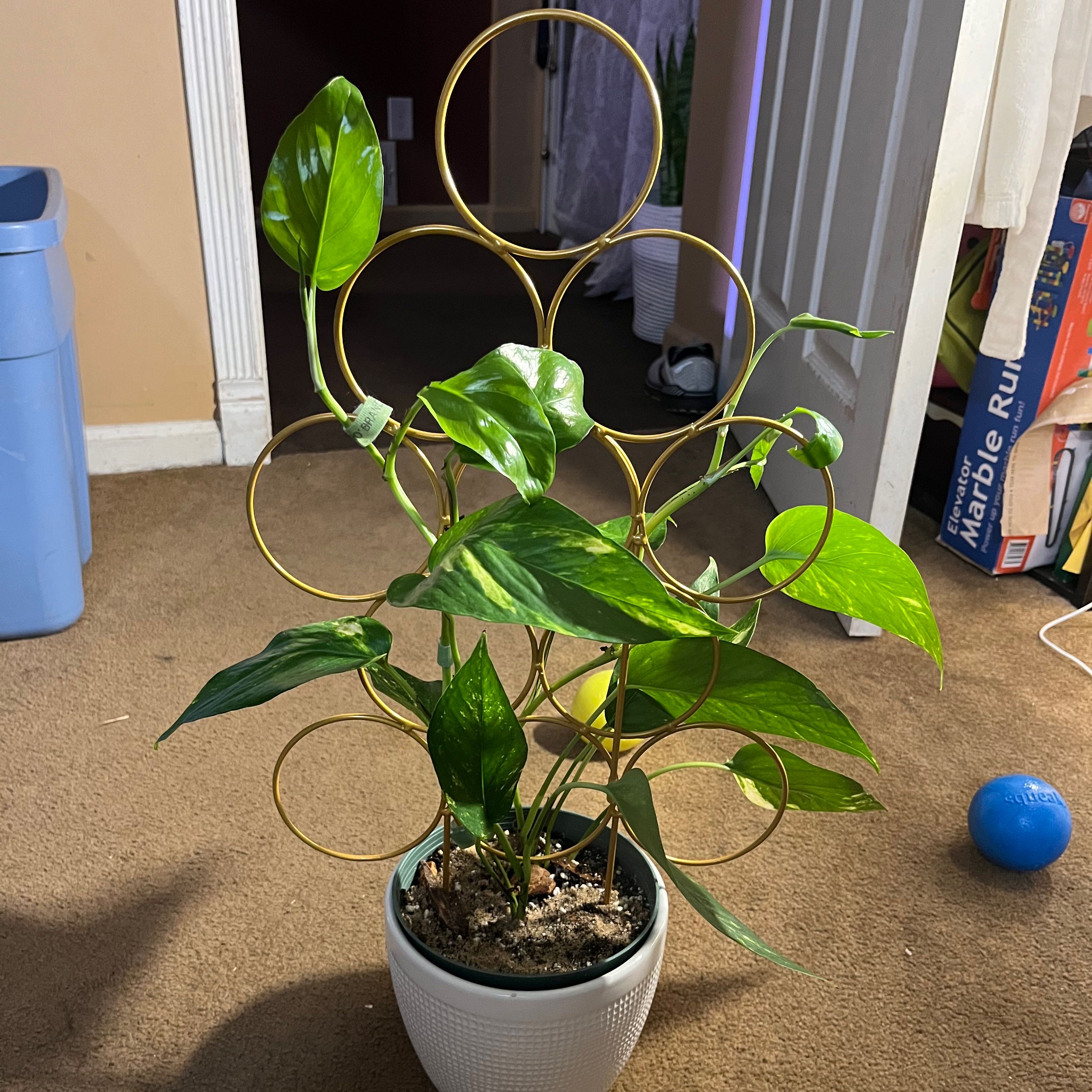 Variegated Epipremnum pinnatum plant in a white pot with a decorative support structure.