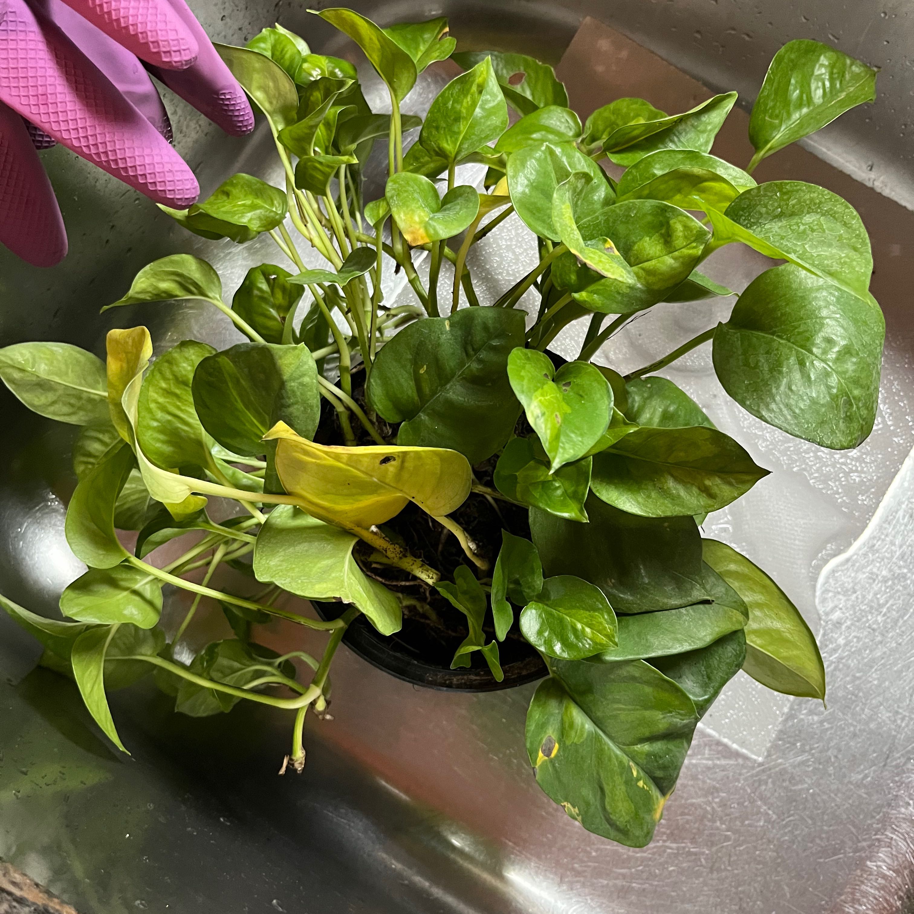 Global Green Pothos plant with some yellowing leaves placed in a sink.