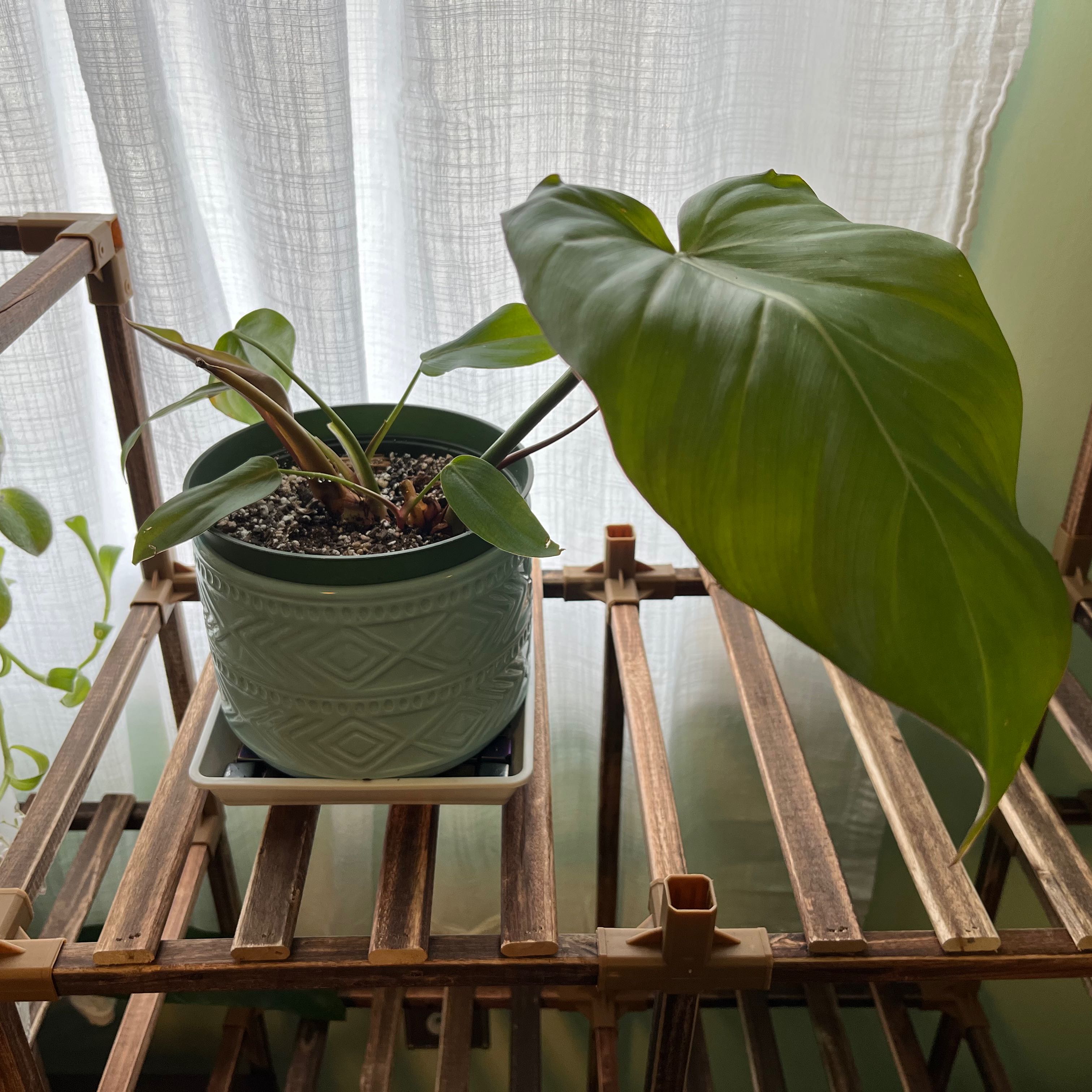 Philodendron 'Summer Glory' plant in a pot on a wooden rack with healthy green leaves.