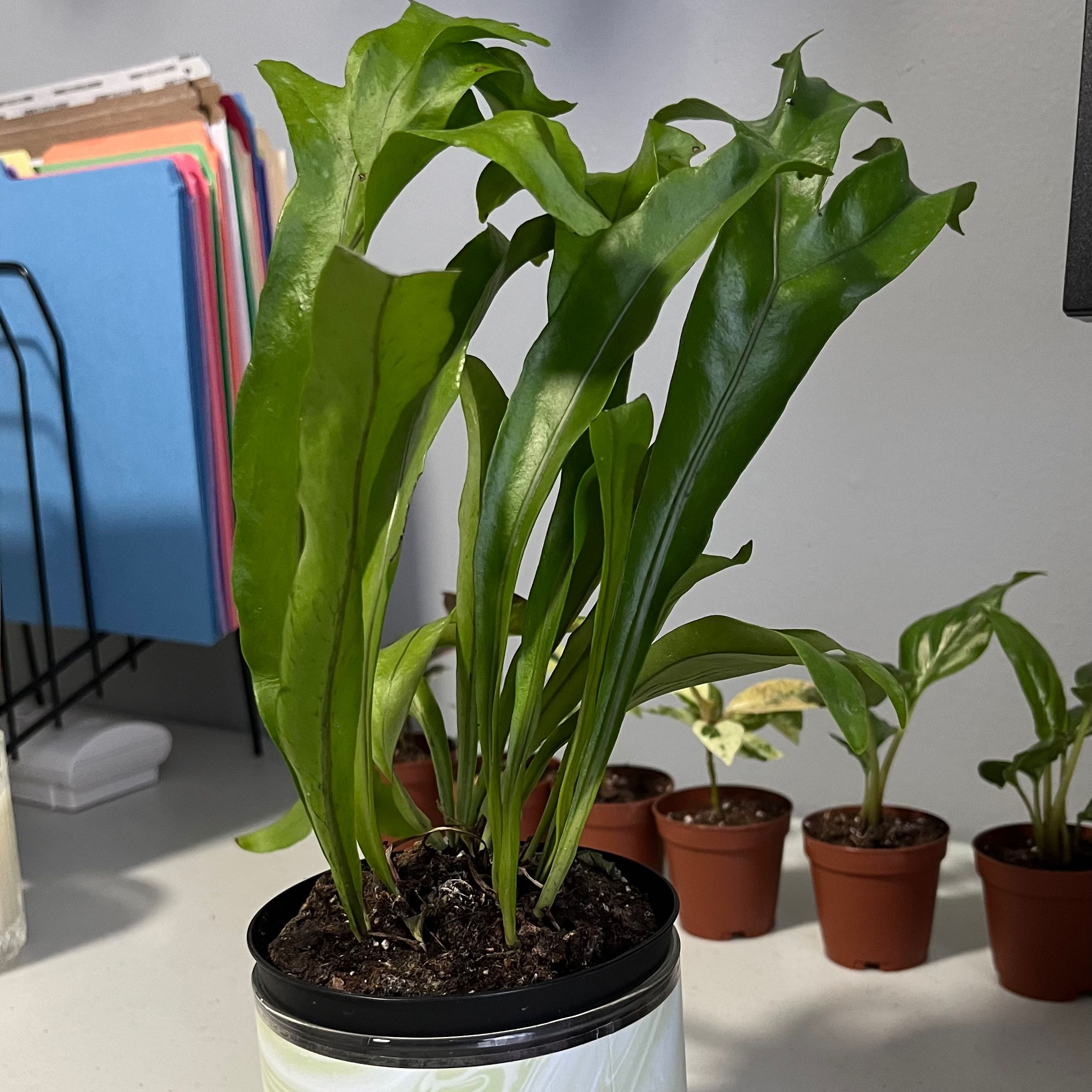 Green Flame Fern in a pot with healthy green leaves, other potted plants in the background.