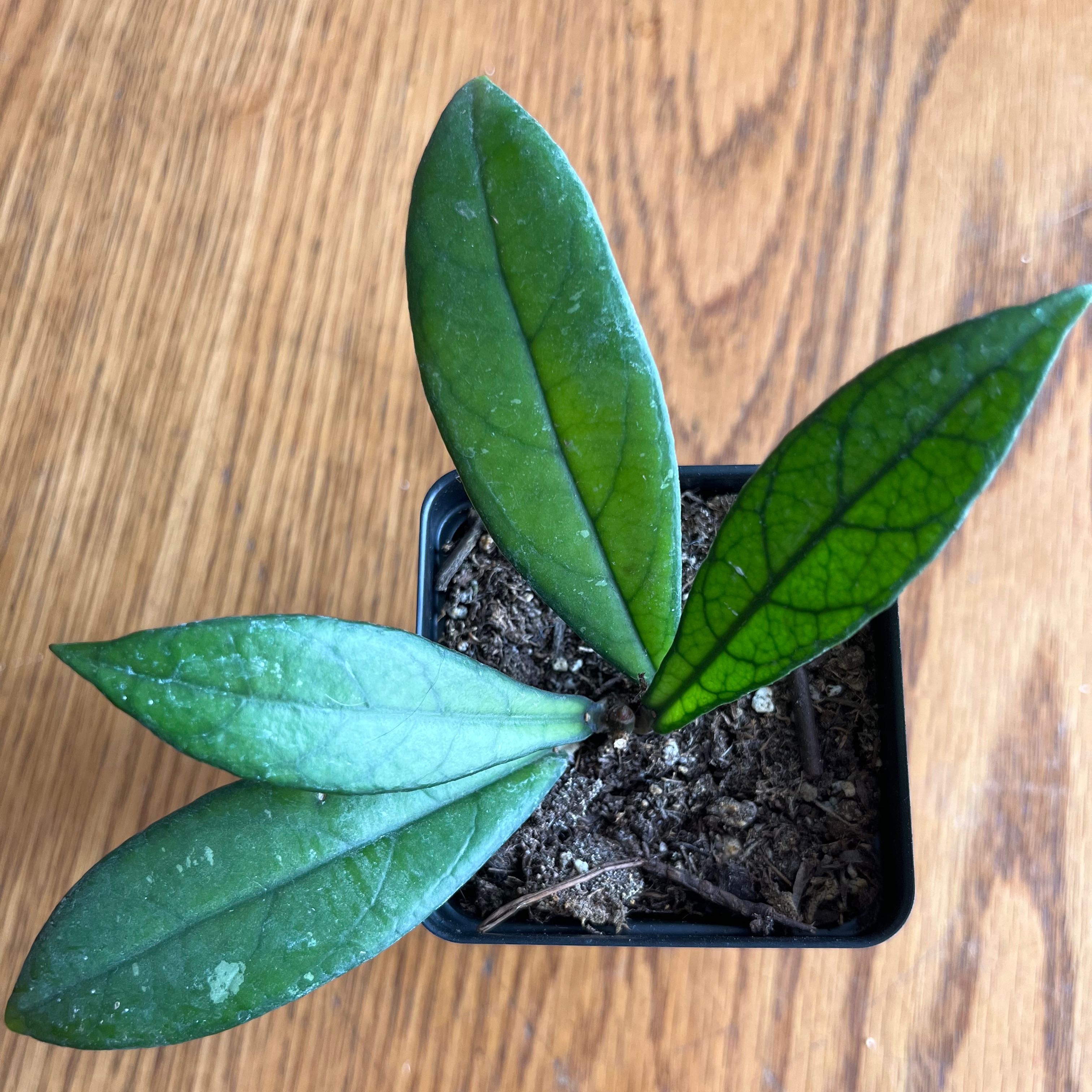 Stiff Leafed Hoya plant in a small pot with healthy green leaves.