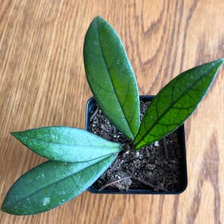 Stiff Leafed Hoya plant in Somewhere on Earth