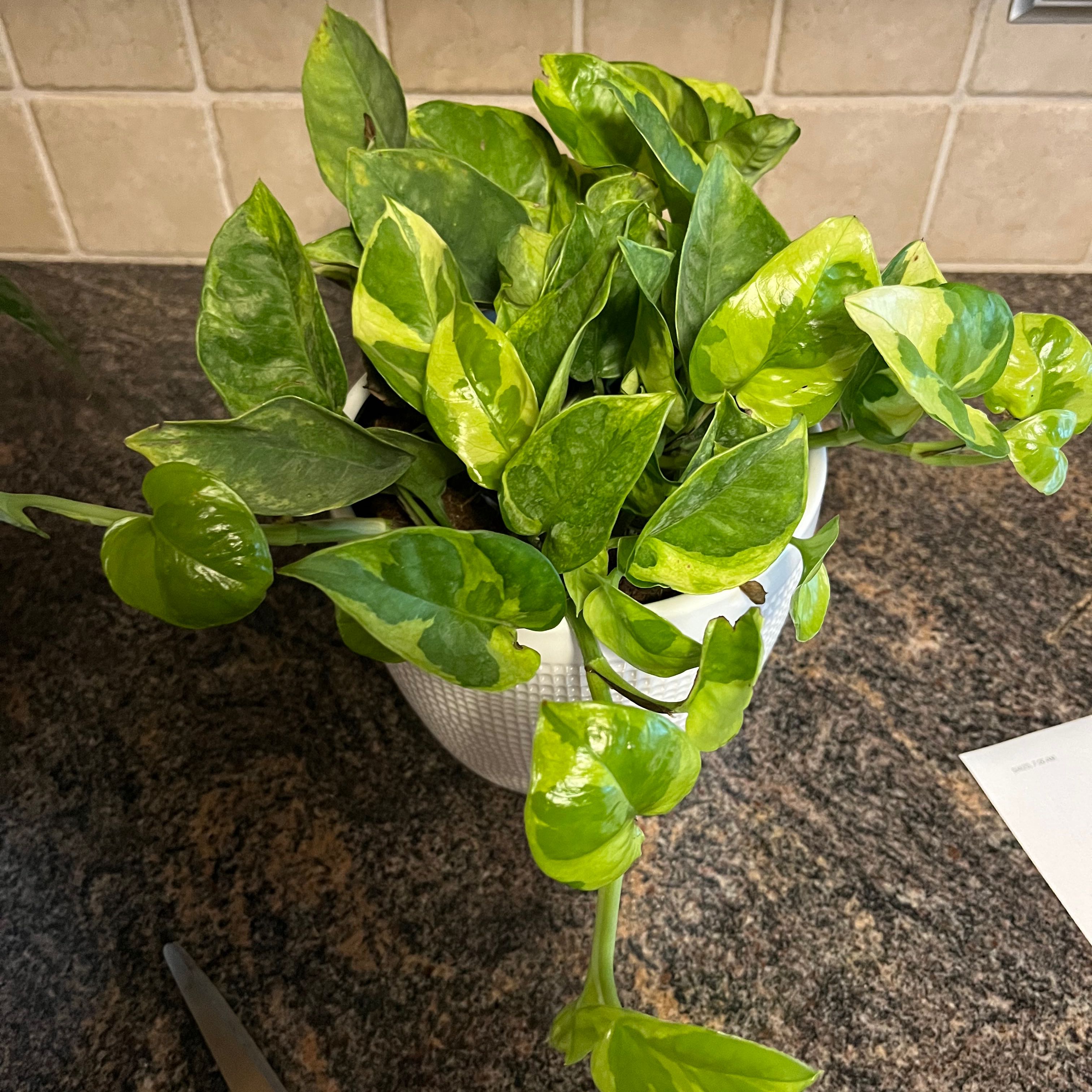 Lemon Meringue Pothos plant in a white pot with vibrant green leaves and variegation.