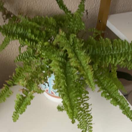 Photo of the plant species fluffy ruffle fern by @Kace named Aria on Greg, the plant care app