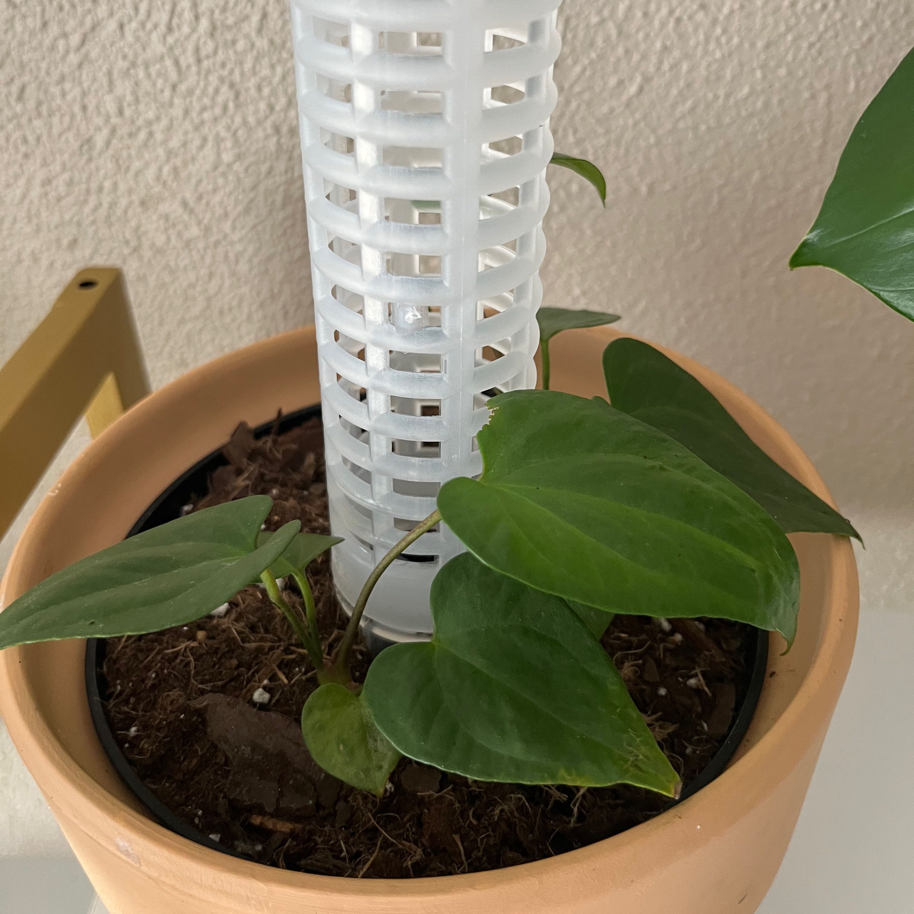 Potted Anthurium veitchii plant with green leaves and visible soil.