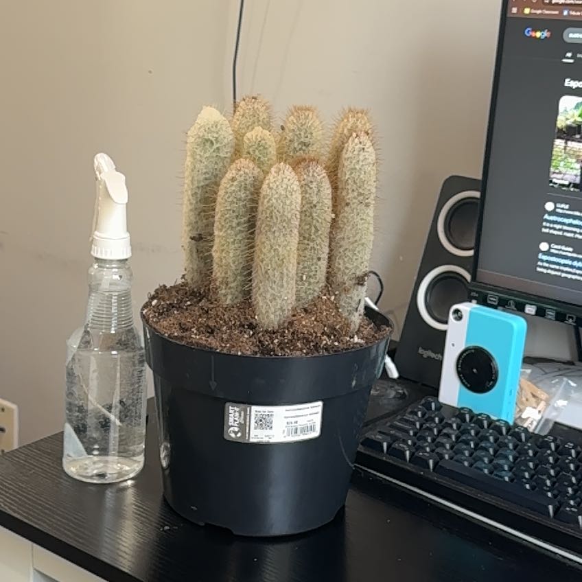 Photo of the plant species Espostoopsis dybowskii by @QuickMoonglow5 named Mochi on Greg, the plant care app