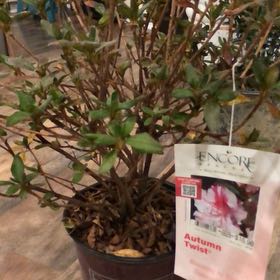 Photo of the plant species Begonia 'Autumn Twist' by @LordOrpine48 named Apollo on Greg, the plant care app