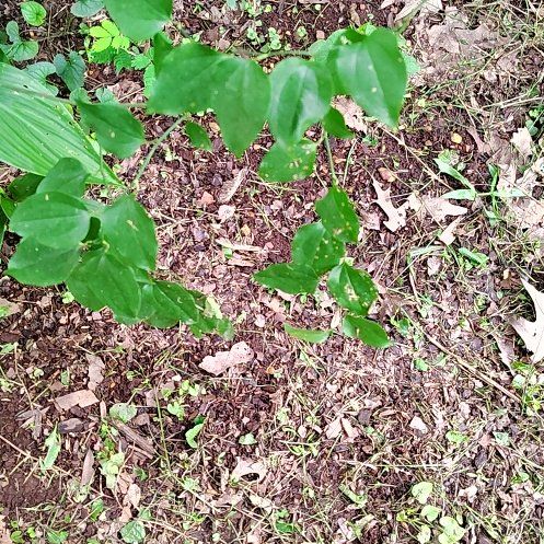 Photo of the plant species Roundleaf Greenbrier by @BreezyCamellia named Sigmund on Greg, the plant care app