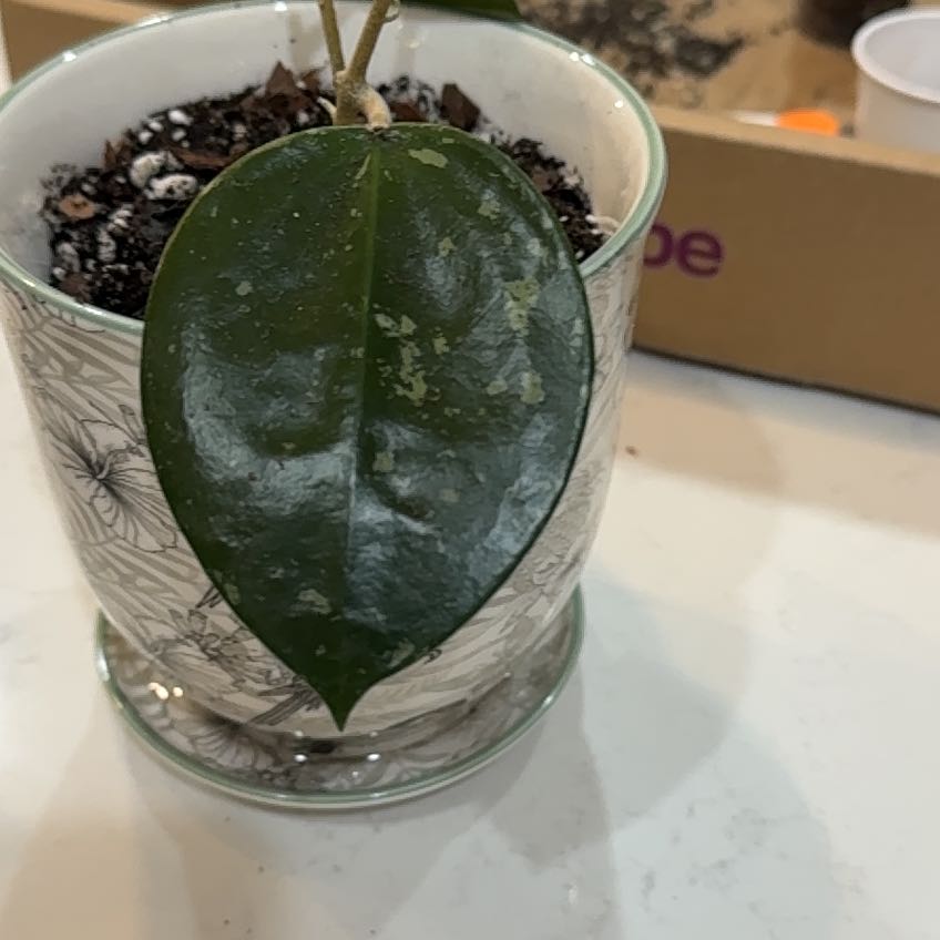 Photo of the plant species Hoya parasitica Splash by @BusyPeterscress named Beckham on Greg, the plant care app