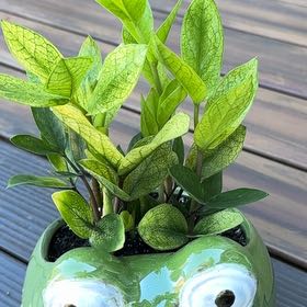 Photo of the plant species Chameleon ZZ Plant by @BusyPeterscress named Oscar on Greg, the plant care app