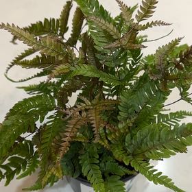 Photo of the plant species Tricolor Fern by @BusyPeterscress named Dax on Greg, the plant care app