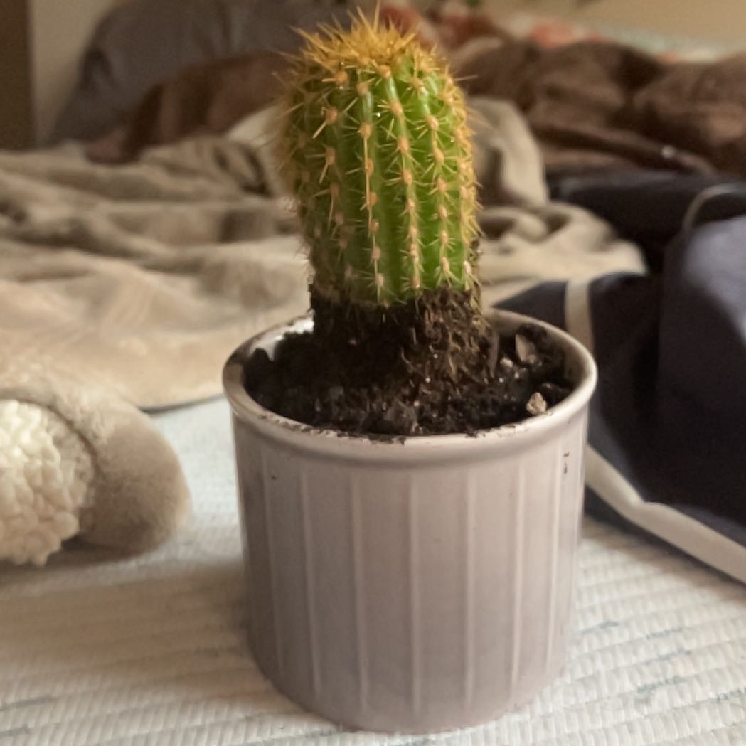 Plant care for Deco Leaf Cactus on Greg, the plant care app