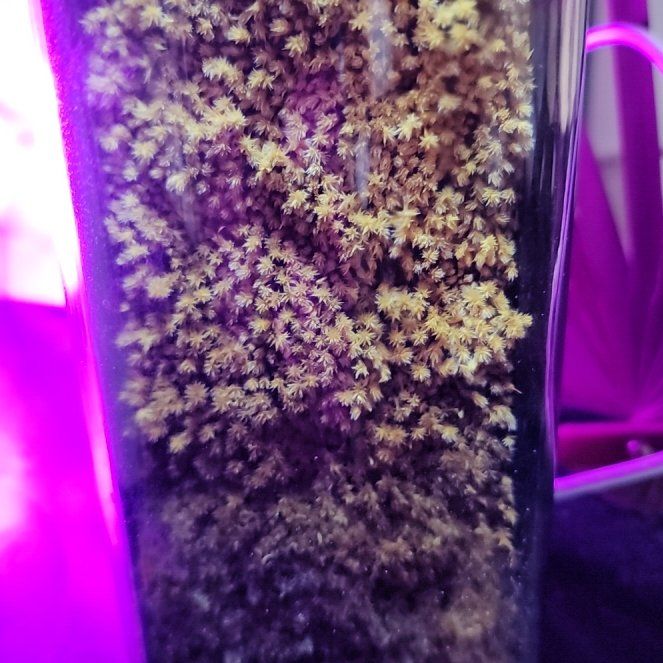 Plant care for American Grimmia on Greg, the plant care app