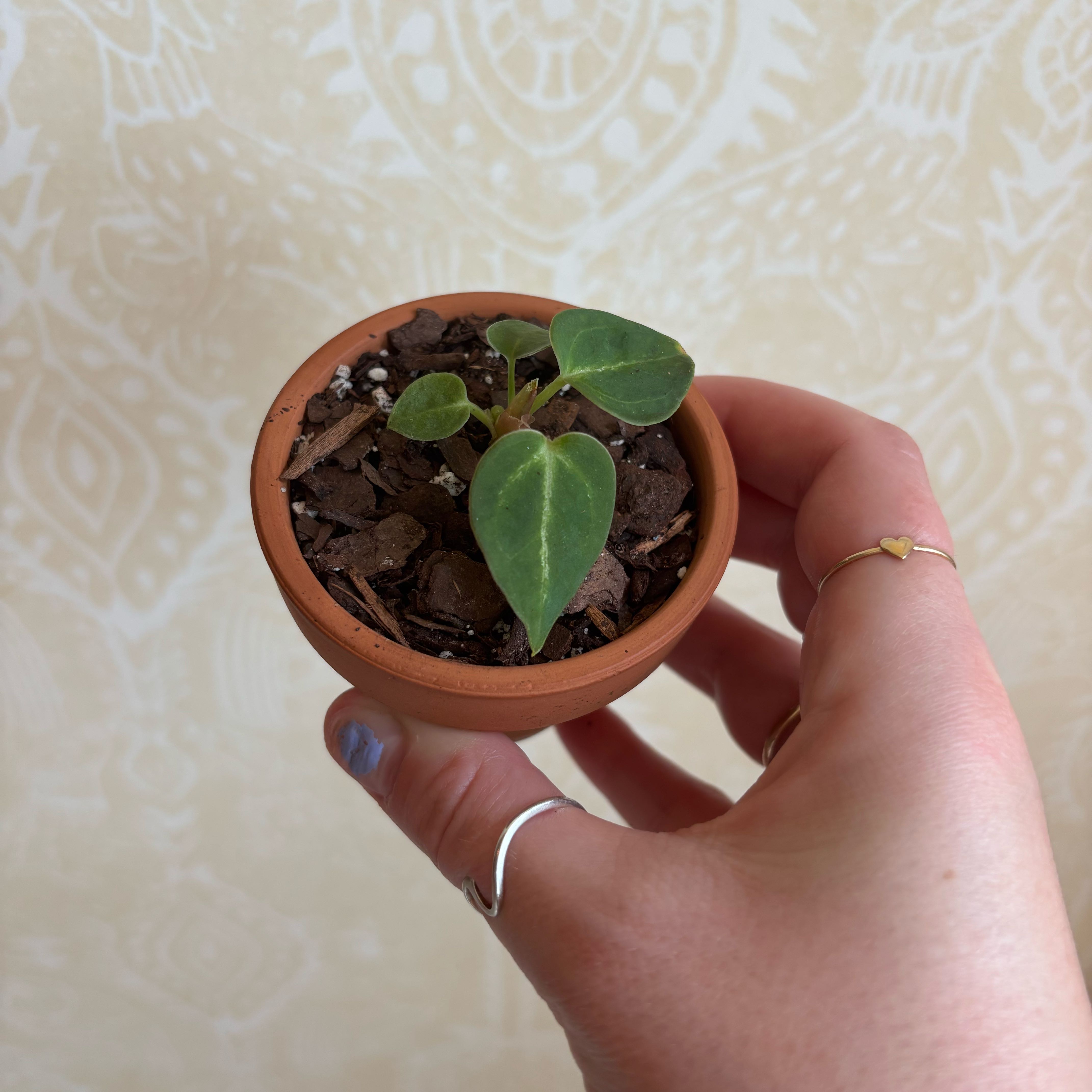 Photo of the plant species Anthurium Magnificum x Silver Blush by @SportMilkmaids named Diana on Greg, the plant care app
